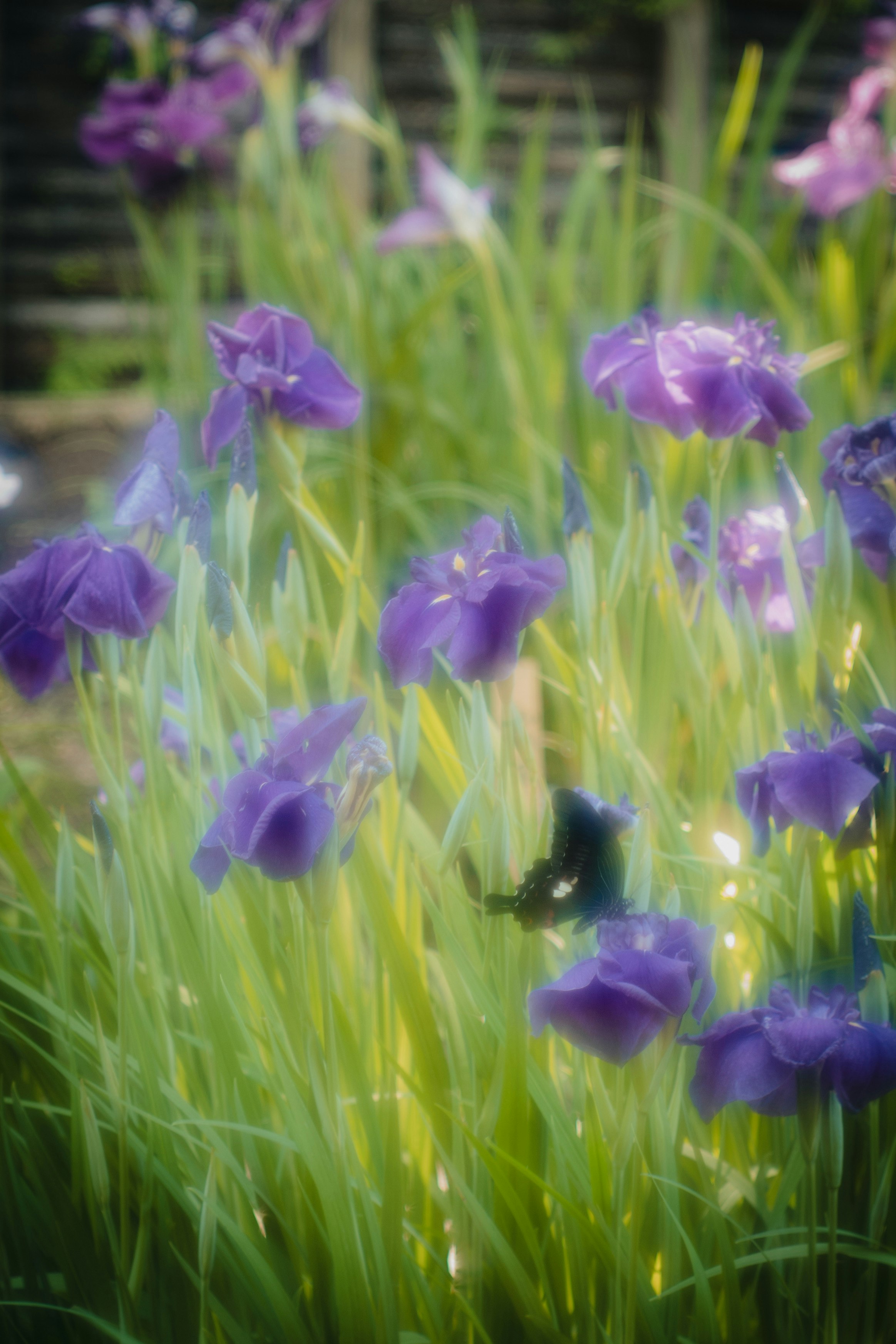 紫のアイリスが咲く花畑のクローズアップ