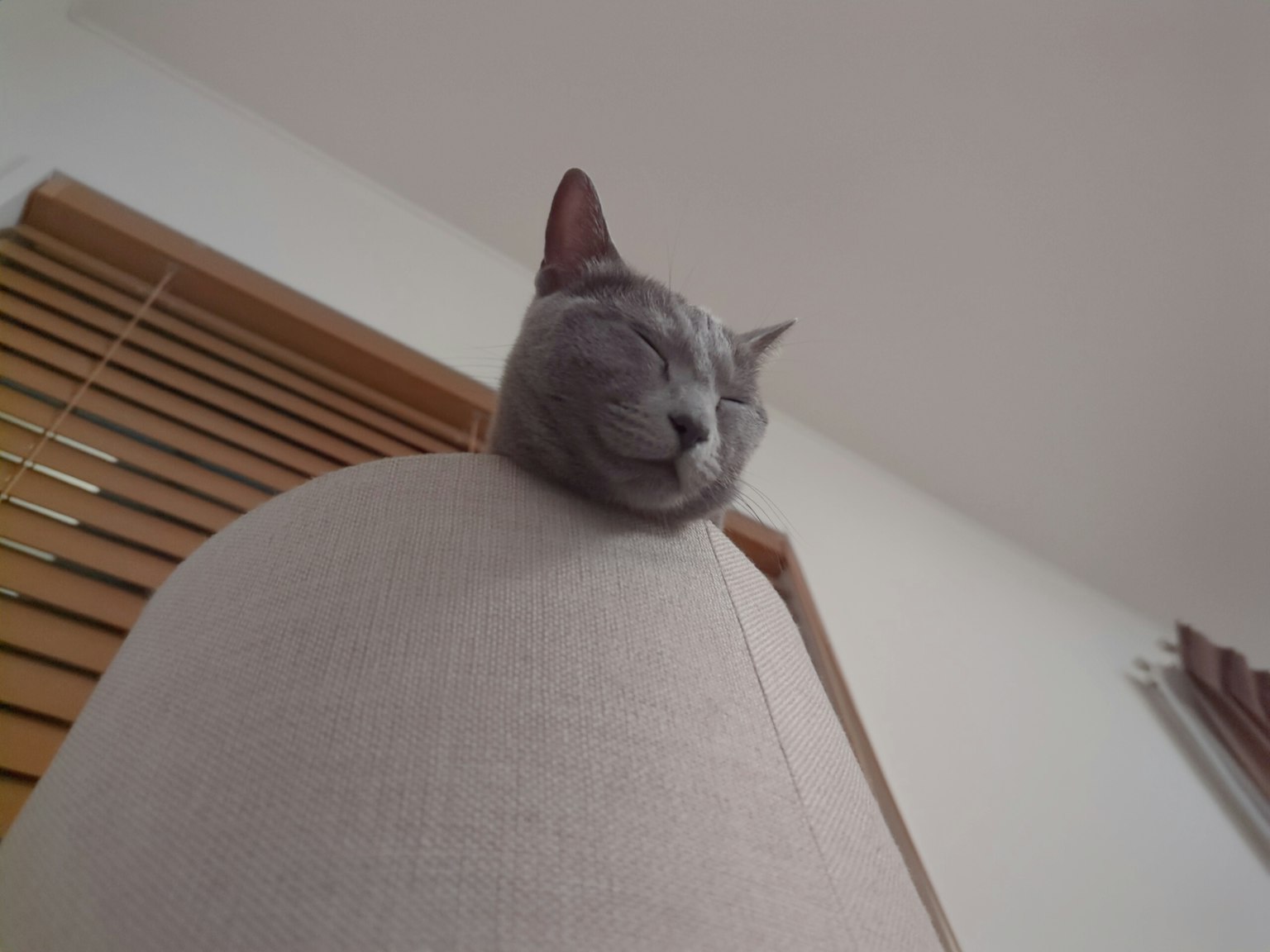 Kucing abu-abu tidur di atas bantal