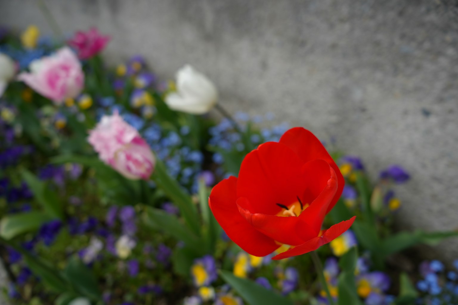 Sebuah tulip merah cerah dikelilingi oleh berbagai bunga berwarna-warni
