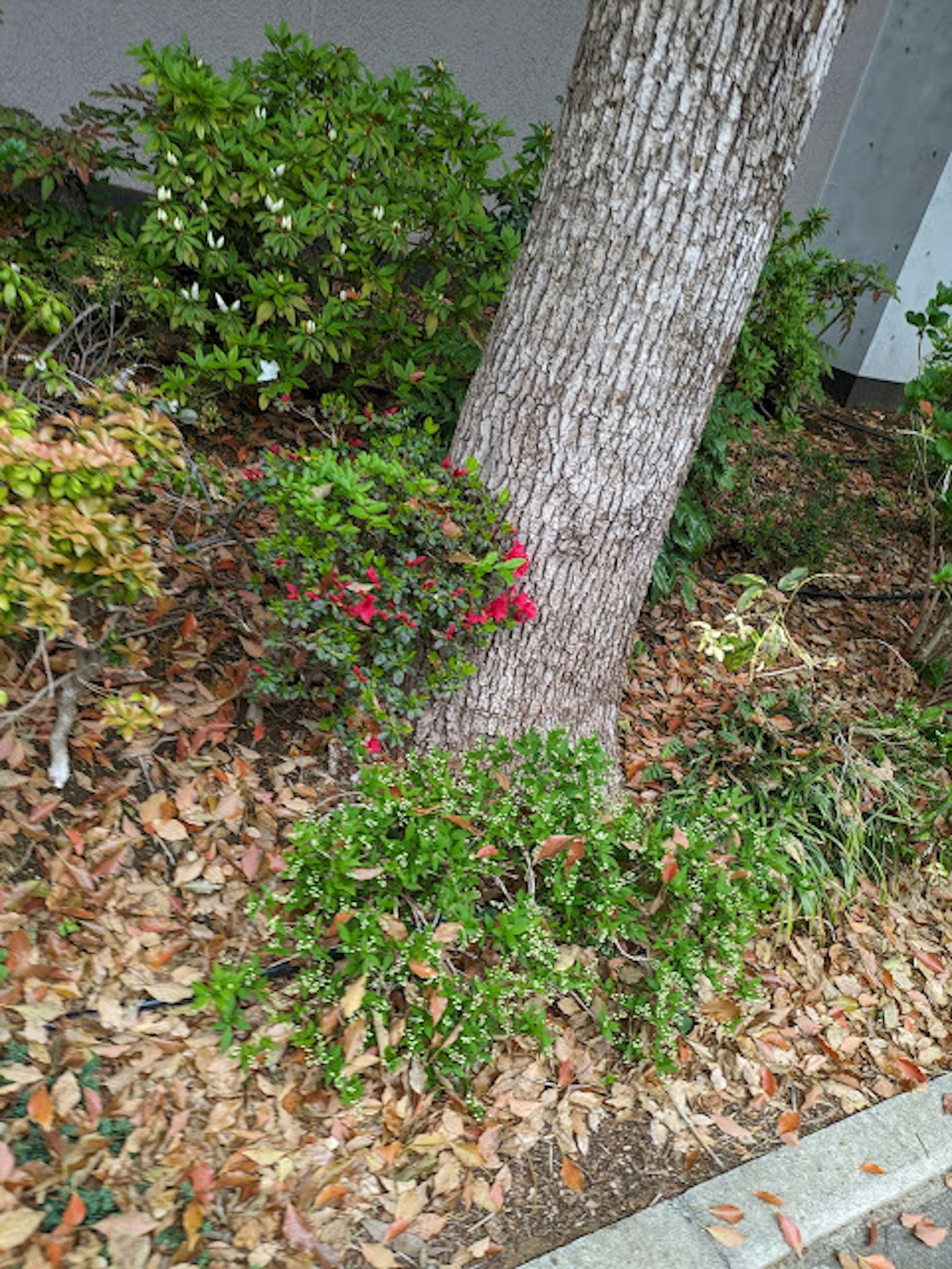 Paisaje con plantas verdes y flores rojas en la base de un árbol