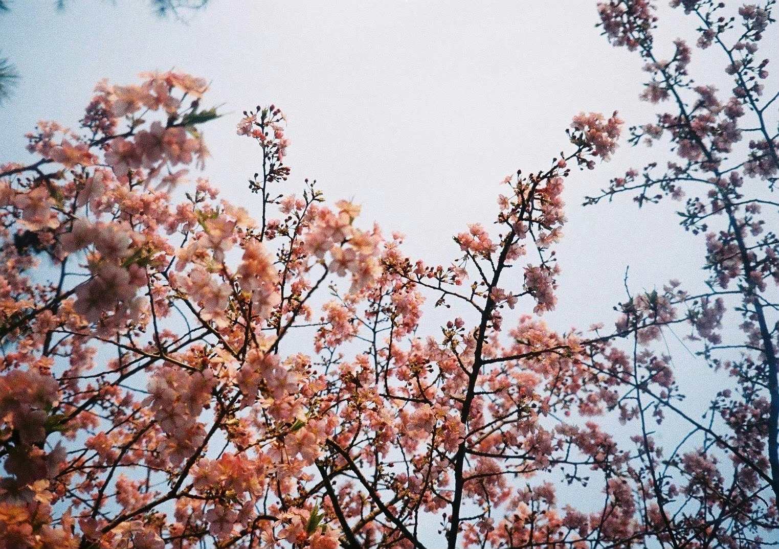 空に向かって咲く桜の枝と花