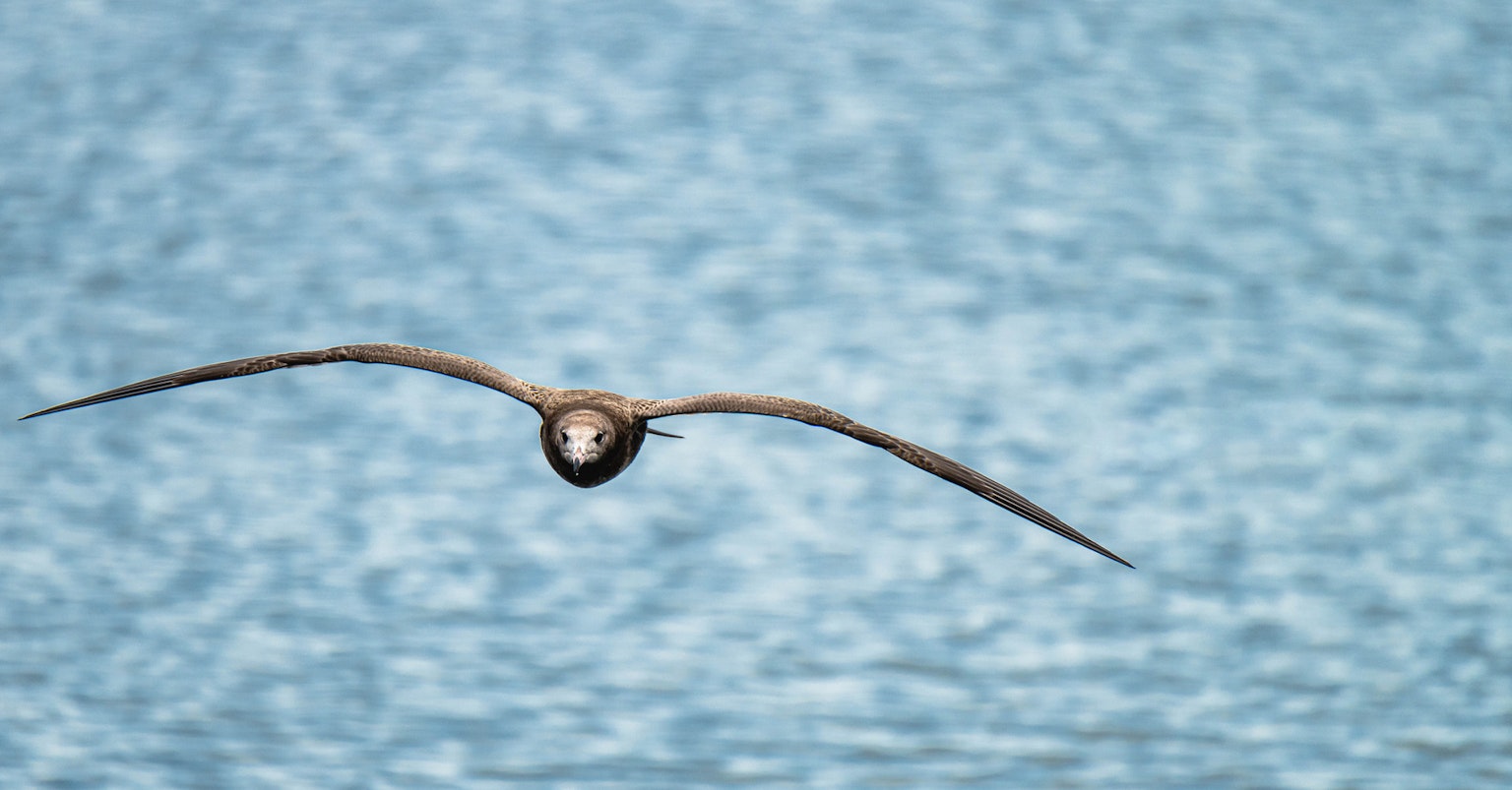 Ein Vogel fliegt vor einem blauen Wasserhintergrund