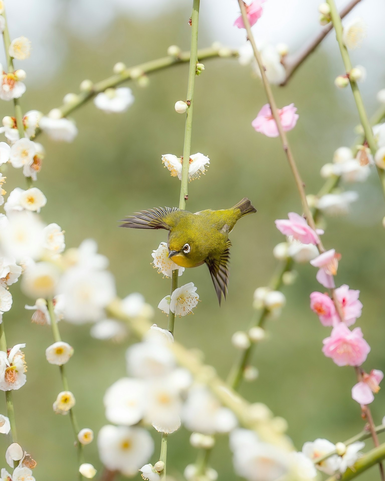 Piccolo uccello verde che si nutre tra fiori bianchi e rosa