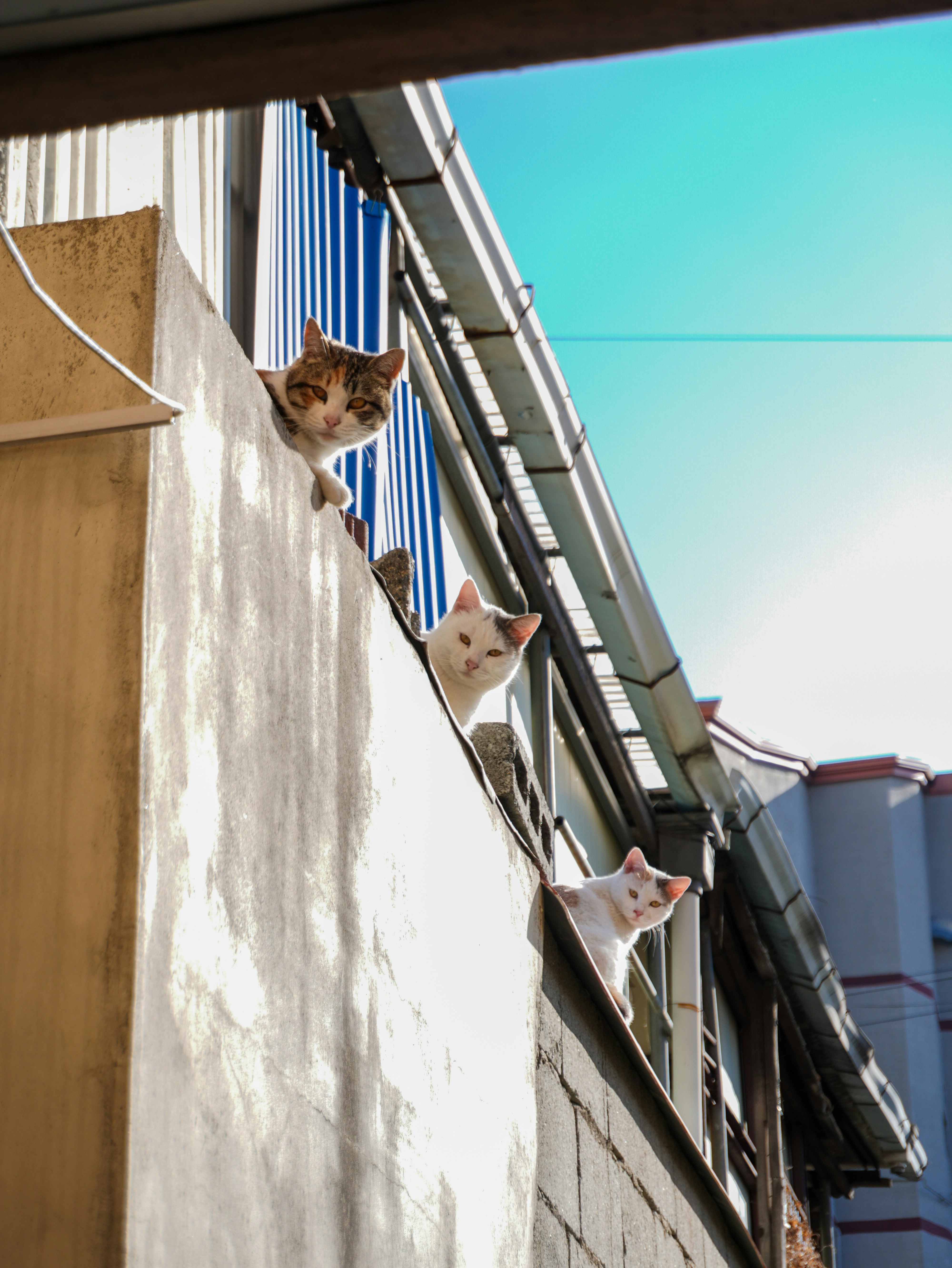 ベランダの手すりに並ぶ猫たちの横顔