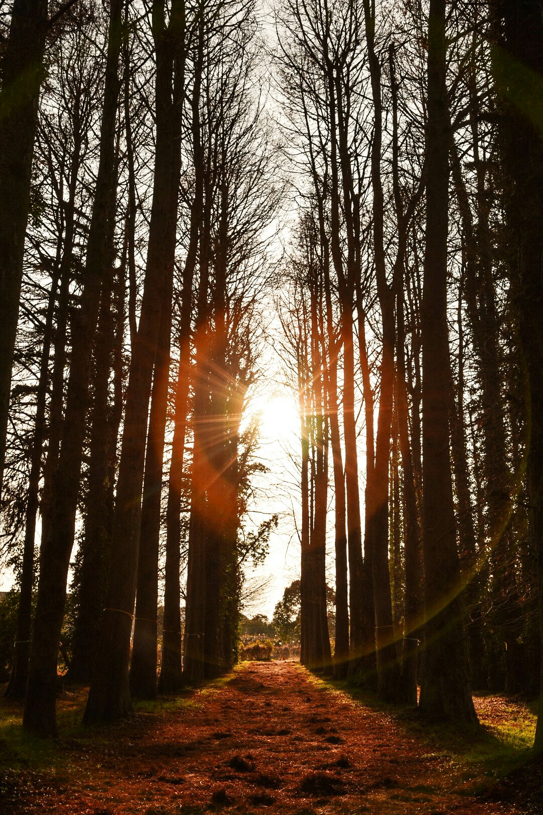 con đường hàng cây metasequoia với ánh nắng xuyên qua khu rừng