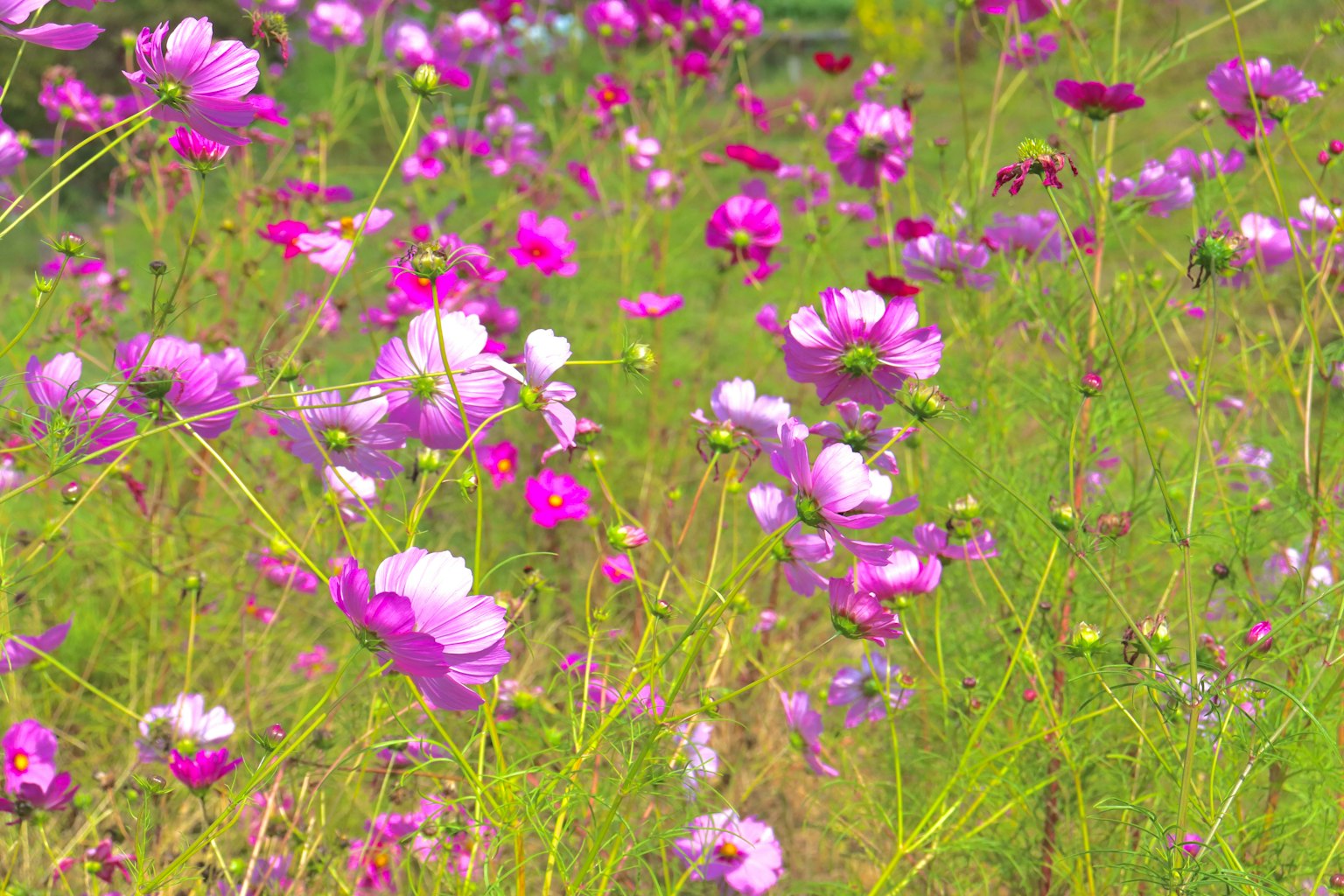 Ladang bunga cosmos yang bermekaran dengan warna pink yang cerah
