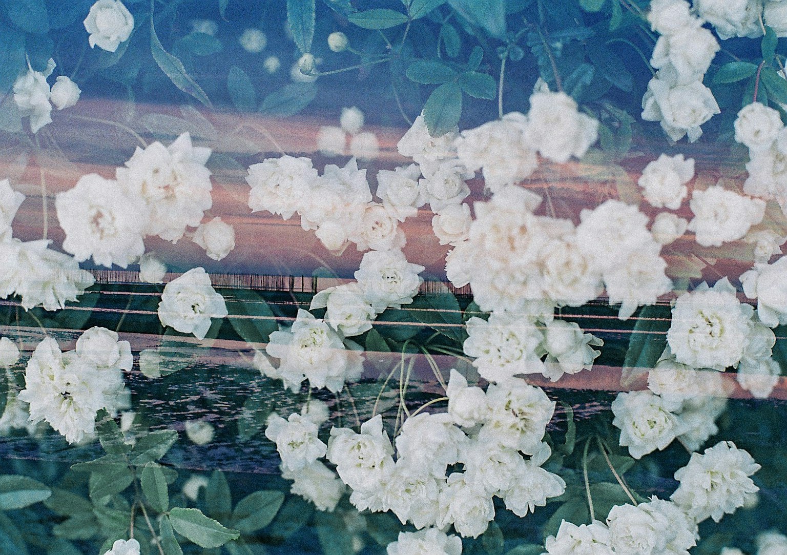 ภาพสวยงามของดอกไม้สีขาวซ้อนทับกับพื้นหลังที่สวยงาม