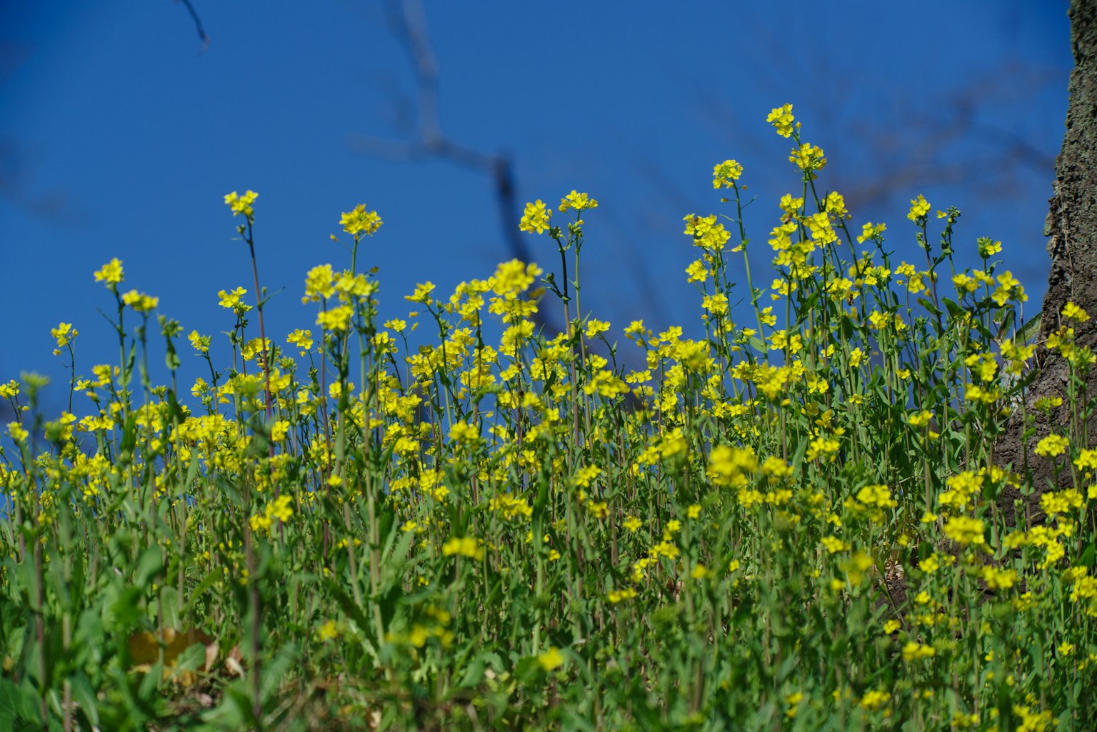 Ein Feld mit gelben Blumen unter einem blauen Himmel