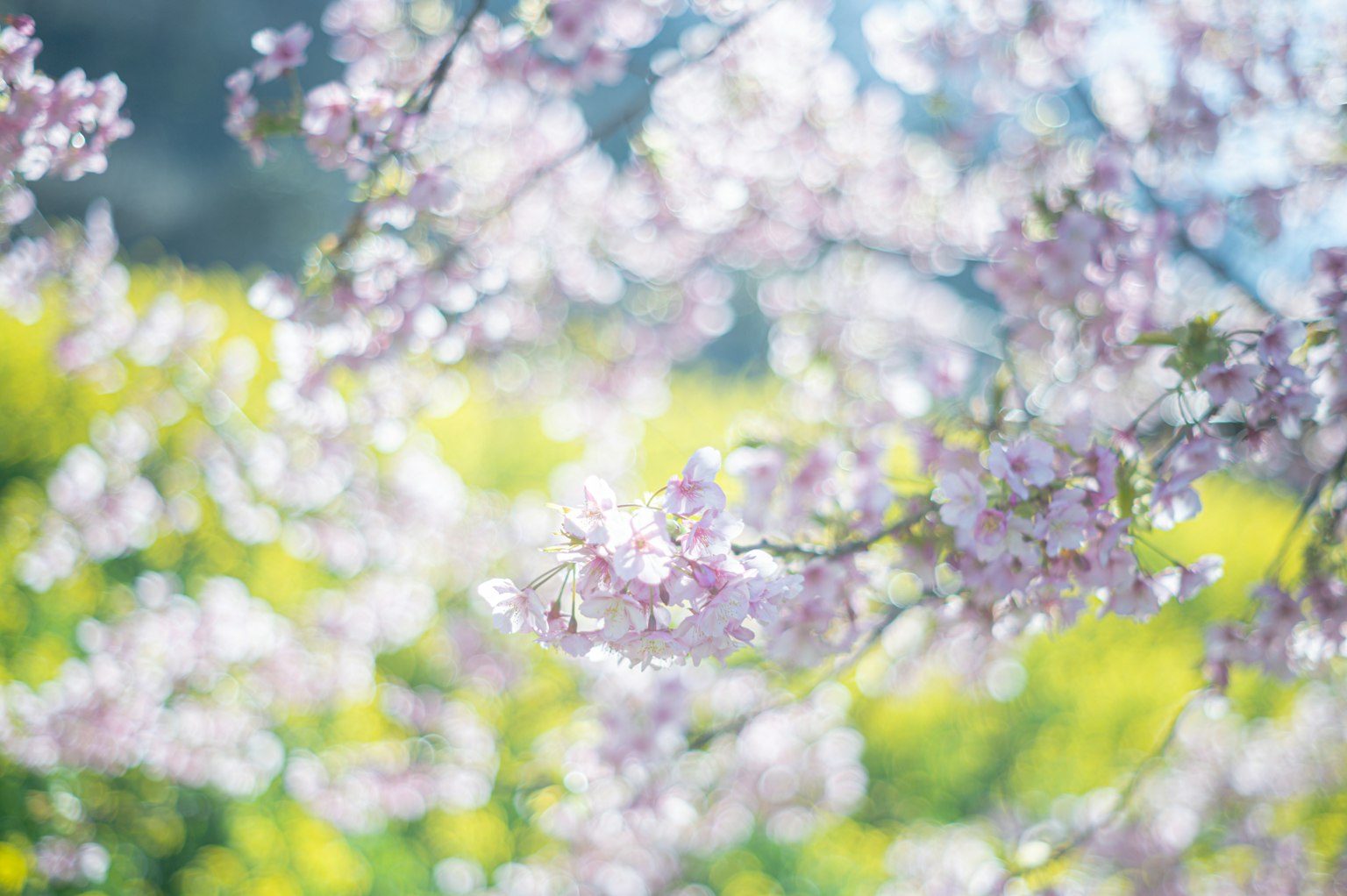 特写的樱花枝与模糊的绿色背景