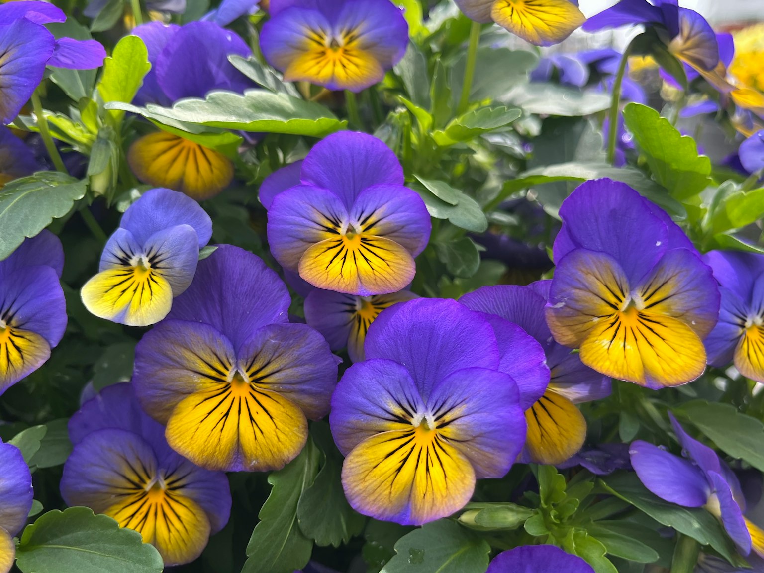 Flores de pensamiento moradas y amarillas vibrantes en plena floración