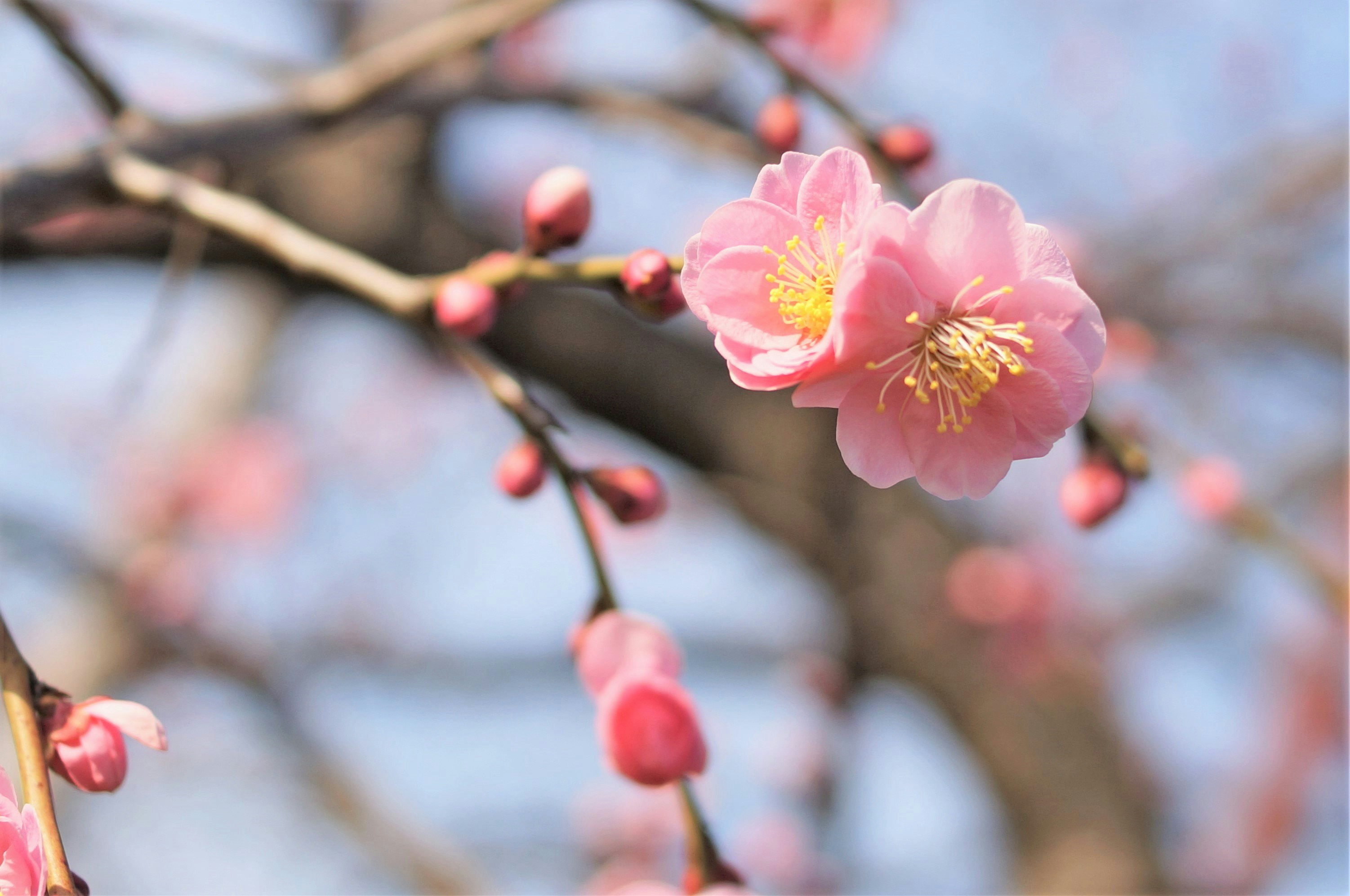 桃色の花が咲く枝先と春の背景