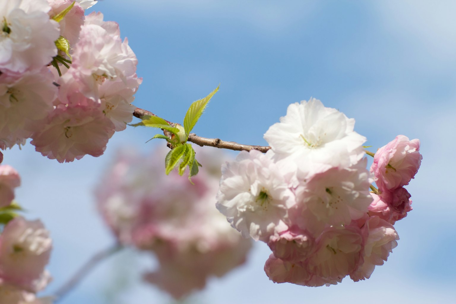 Primo piano di fiori di ciliegio contro un cielo blu