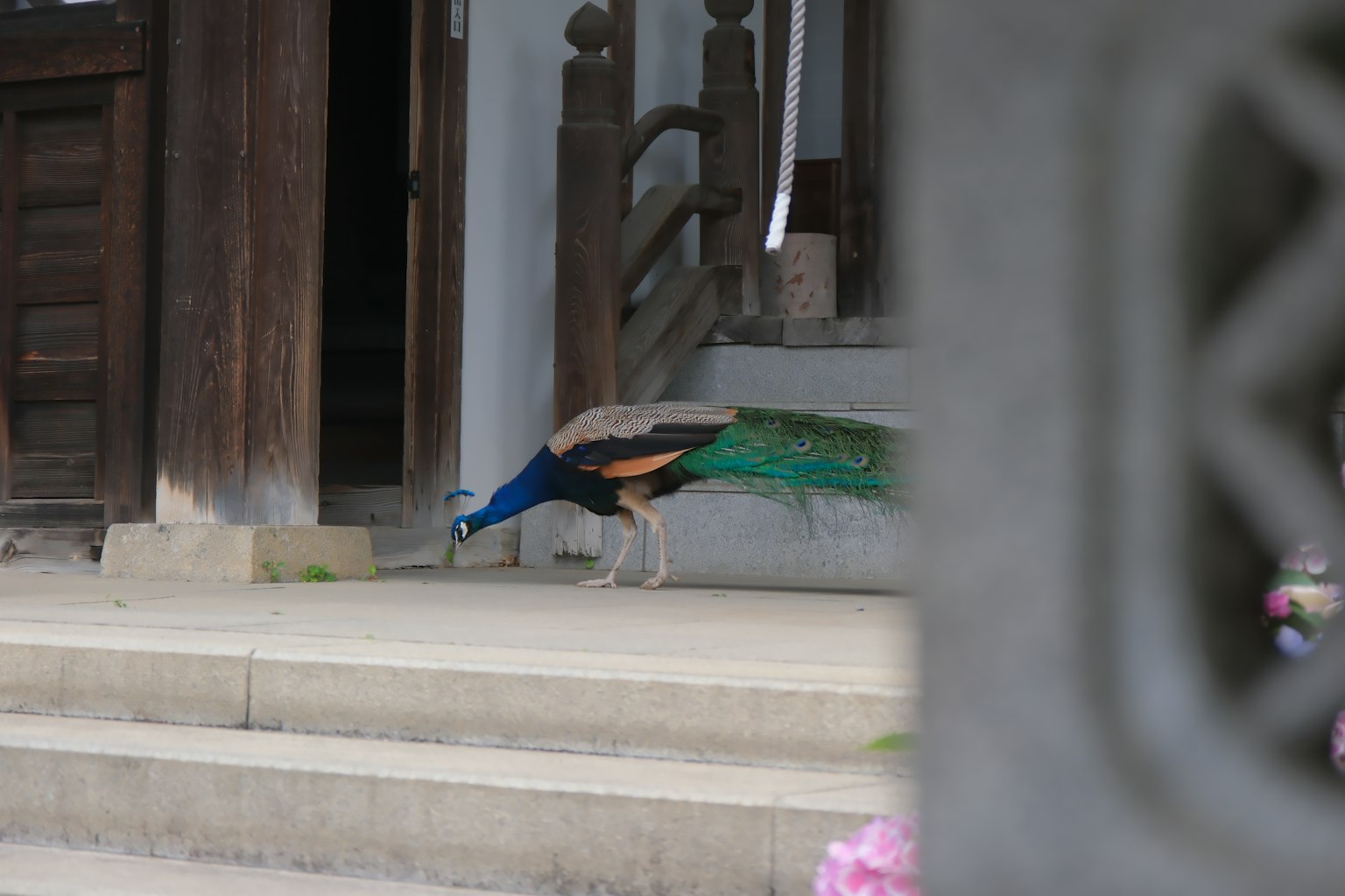 A beautiful peacock in front of a traditional building