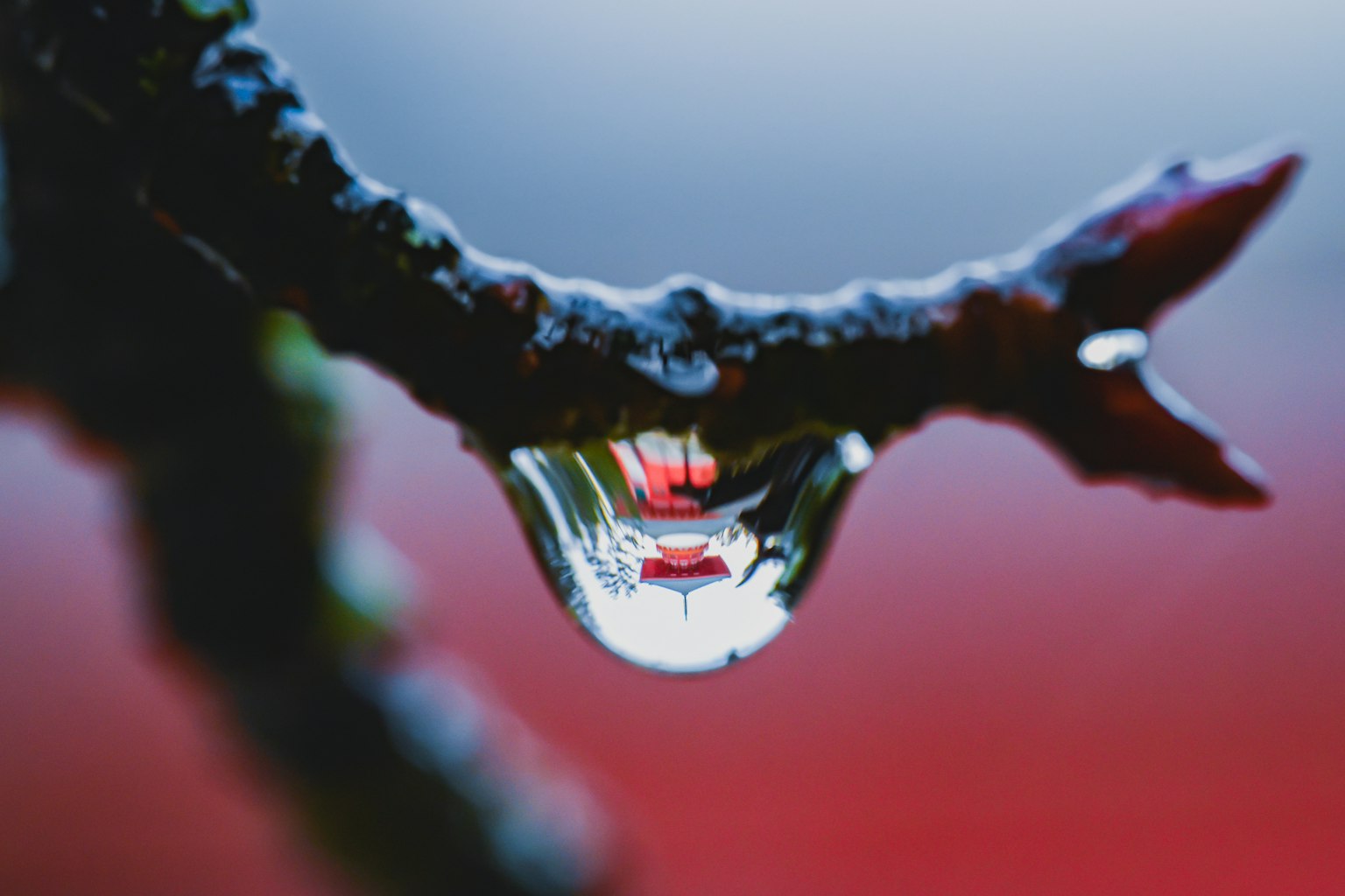 枝にぶら下がる水滴が赤い背景を反射している