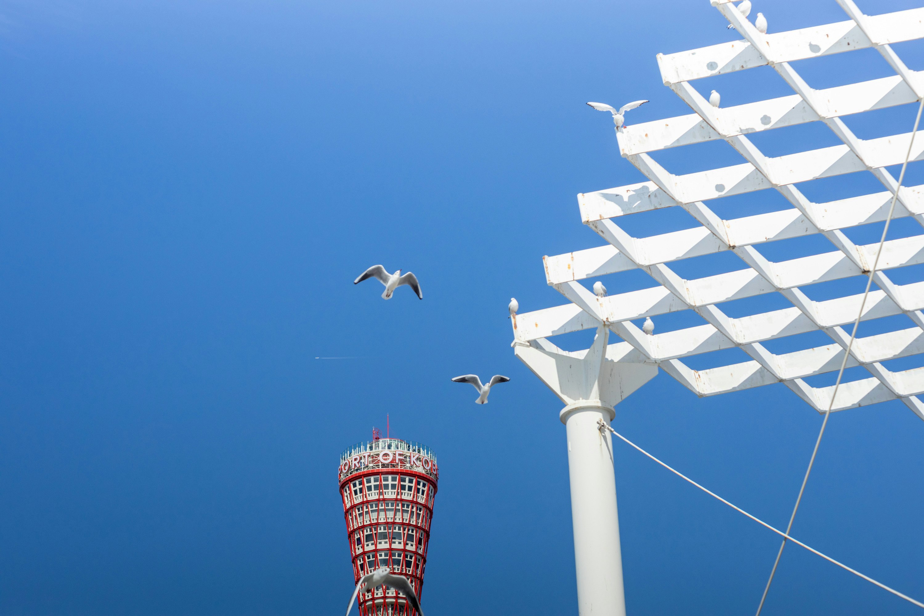 青空の下のポートタワーとユリカモメ