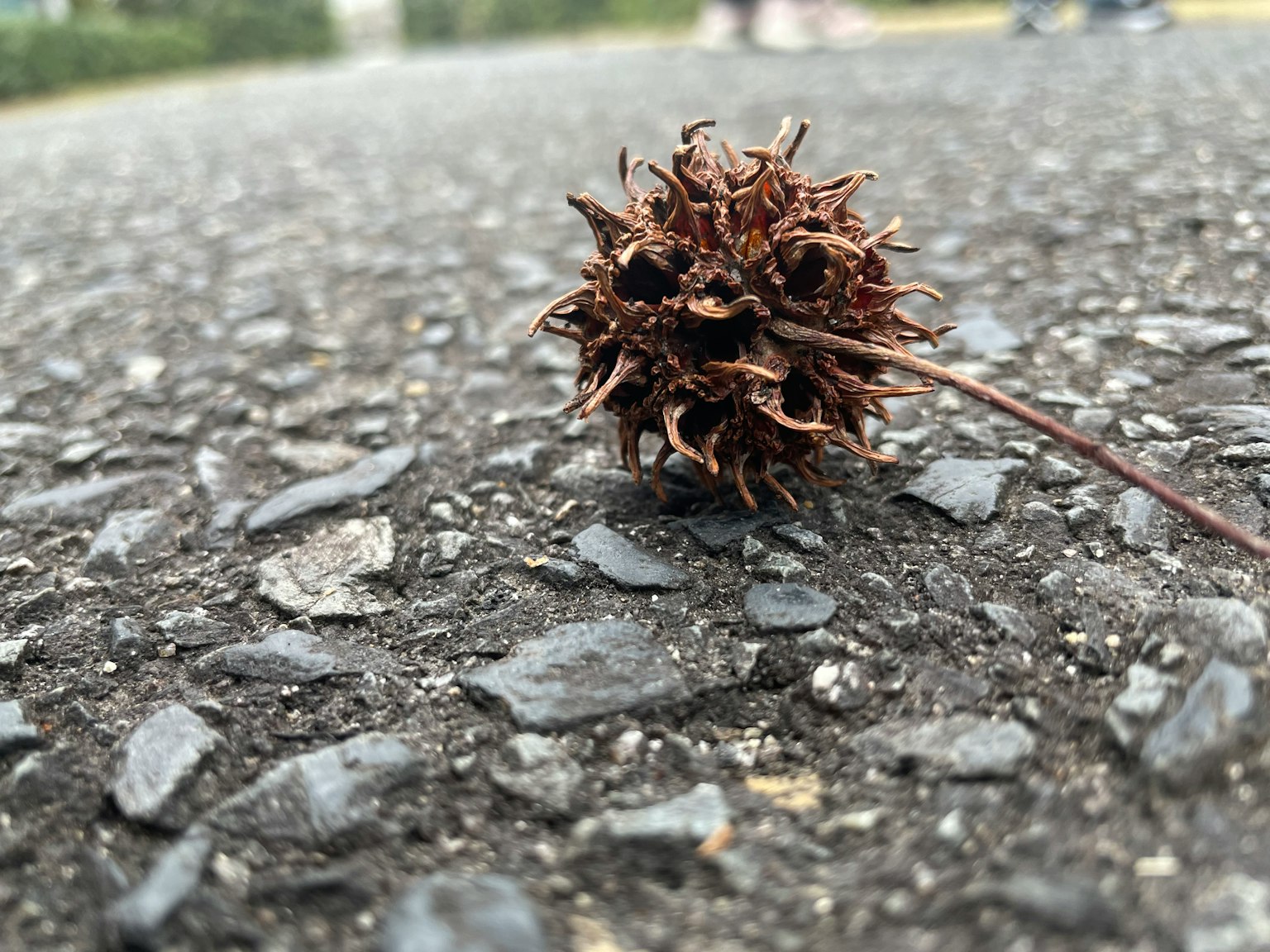 A spiky brown seed pod lying on the ground