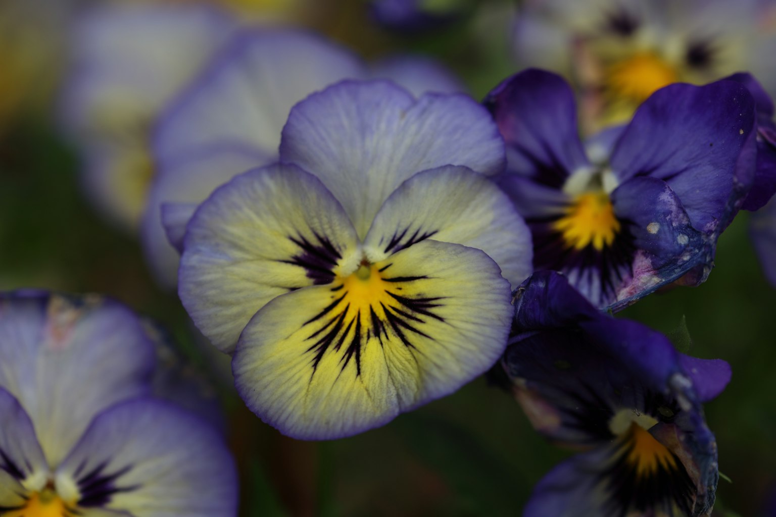Primo piano di fiori di pansèe viola e giallo