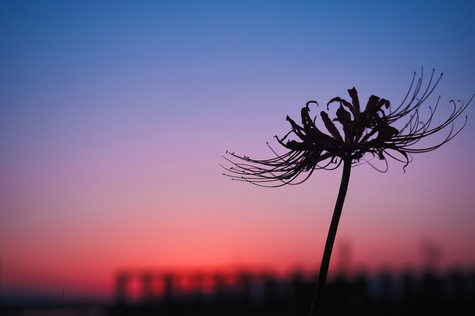 Silueta de una flor contra un cielo de atardecer colorido