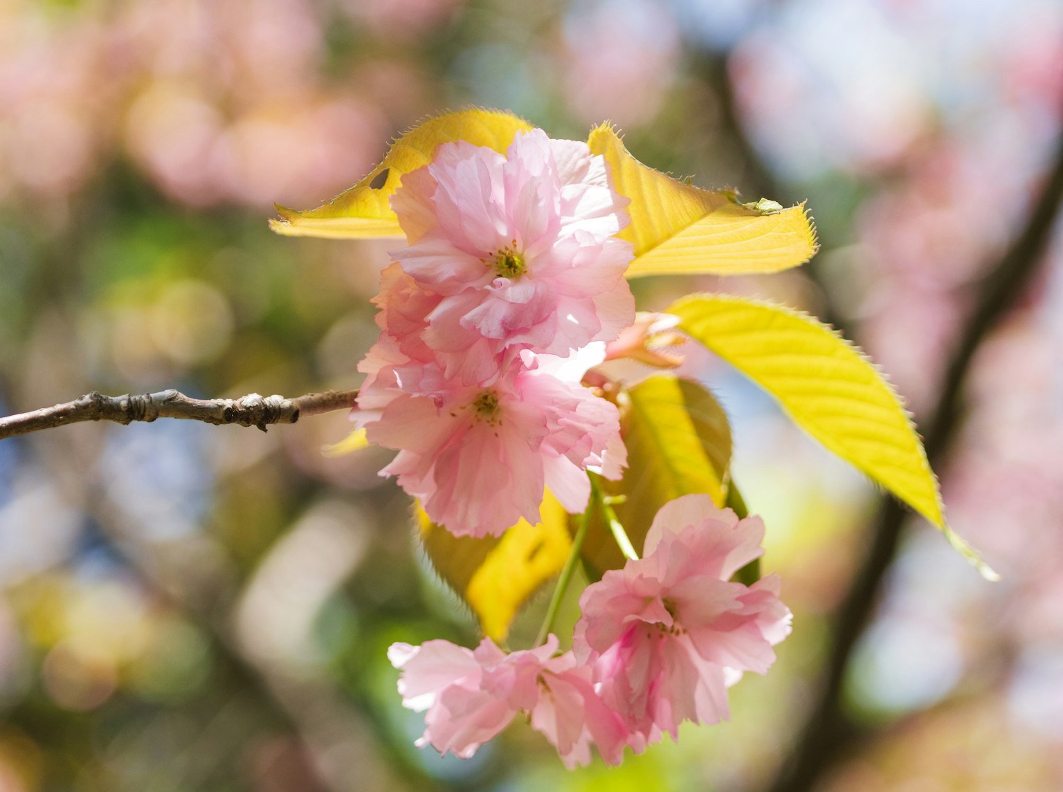 Close-up bunga sakura dengan daun kuning di cabang