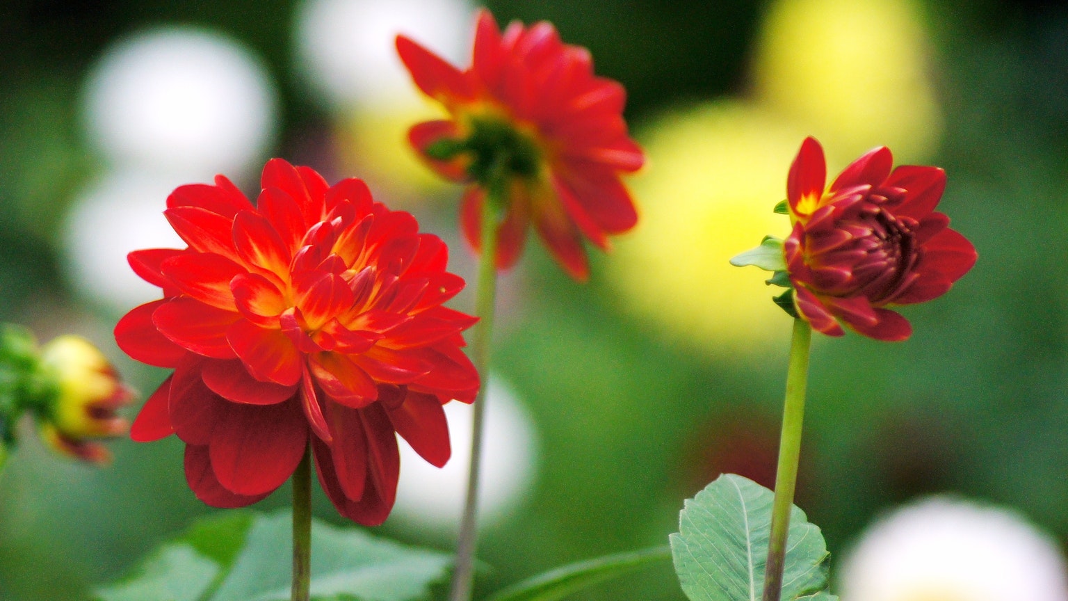 Dahlie rosse vivaci in fiore con sfondo sfocato di vari fiori