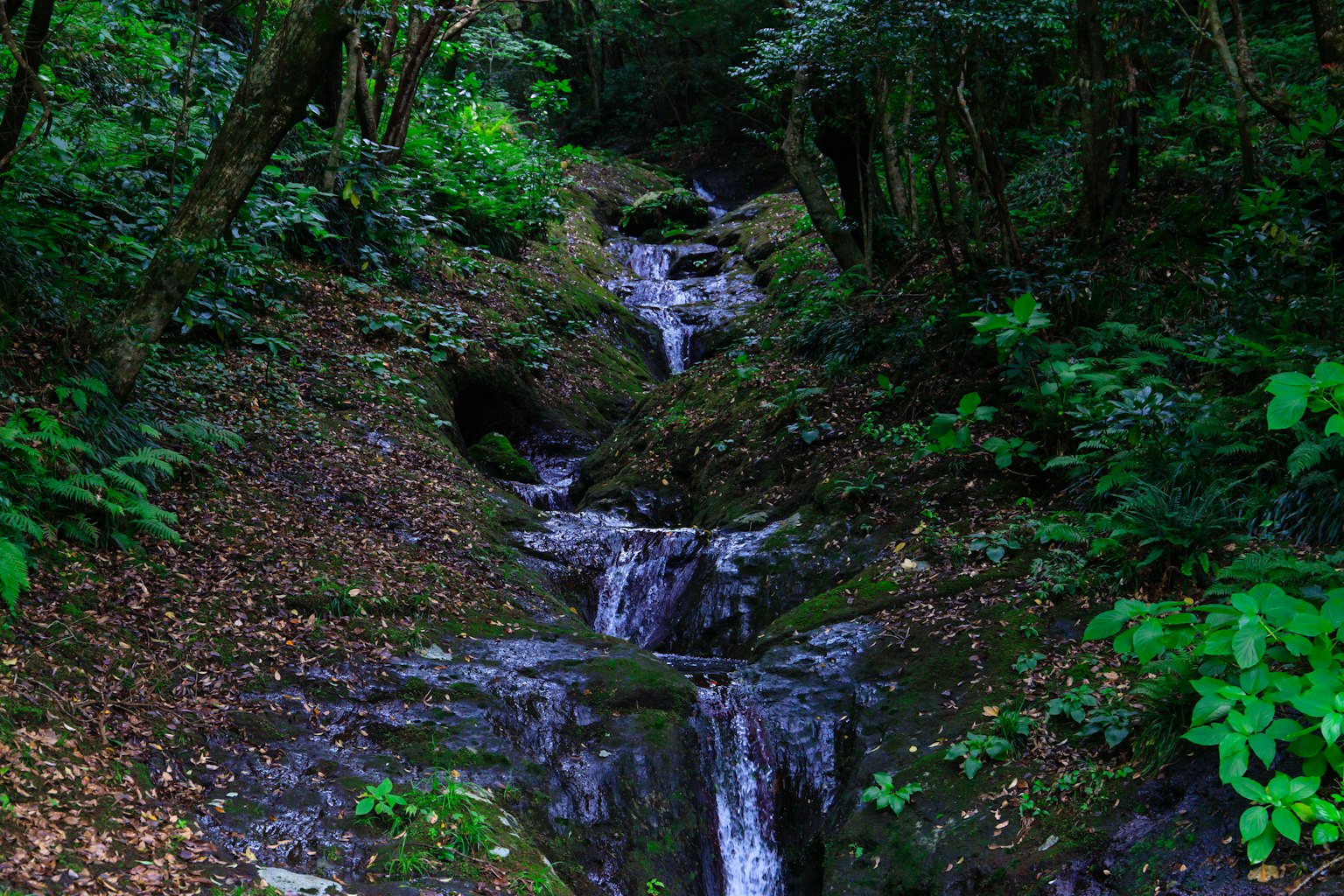 Un paisaje sereno con una pequeña cascada rodeada de vegetación exuberante