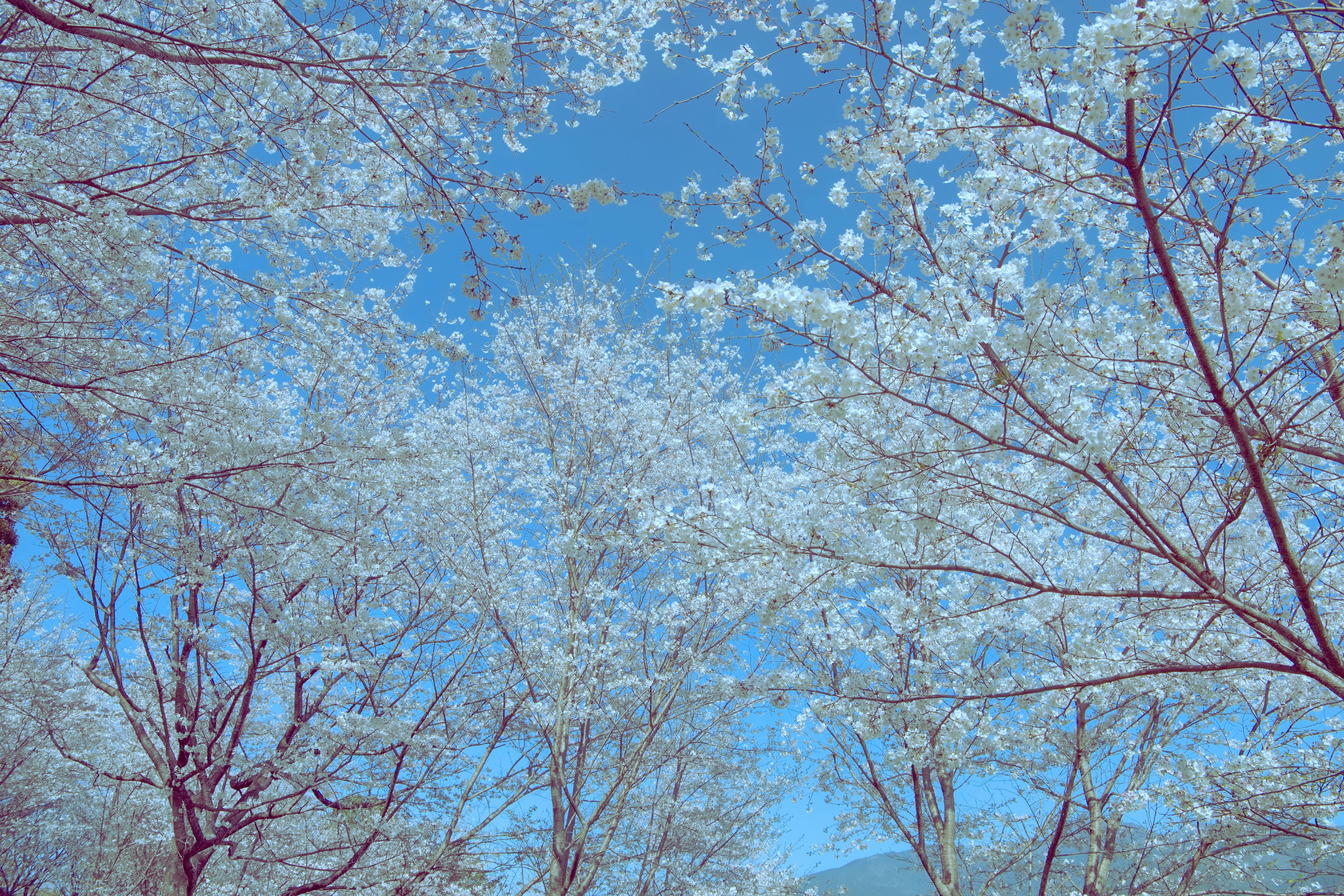 青空に広がる桜の花咲く並木