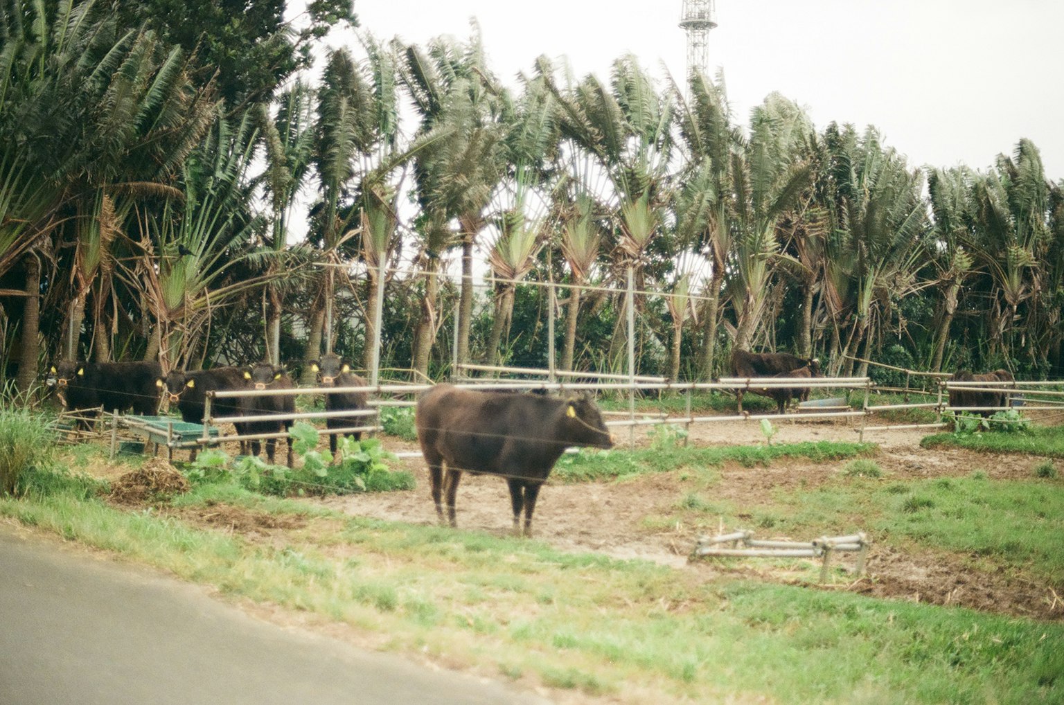 Une vache noire debout dans un champ avec des palmiers en arrière-plan