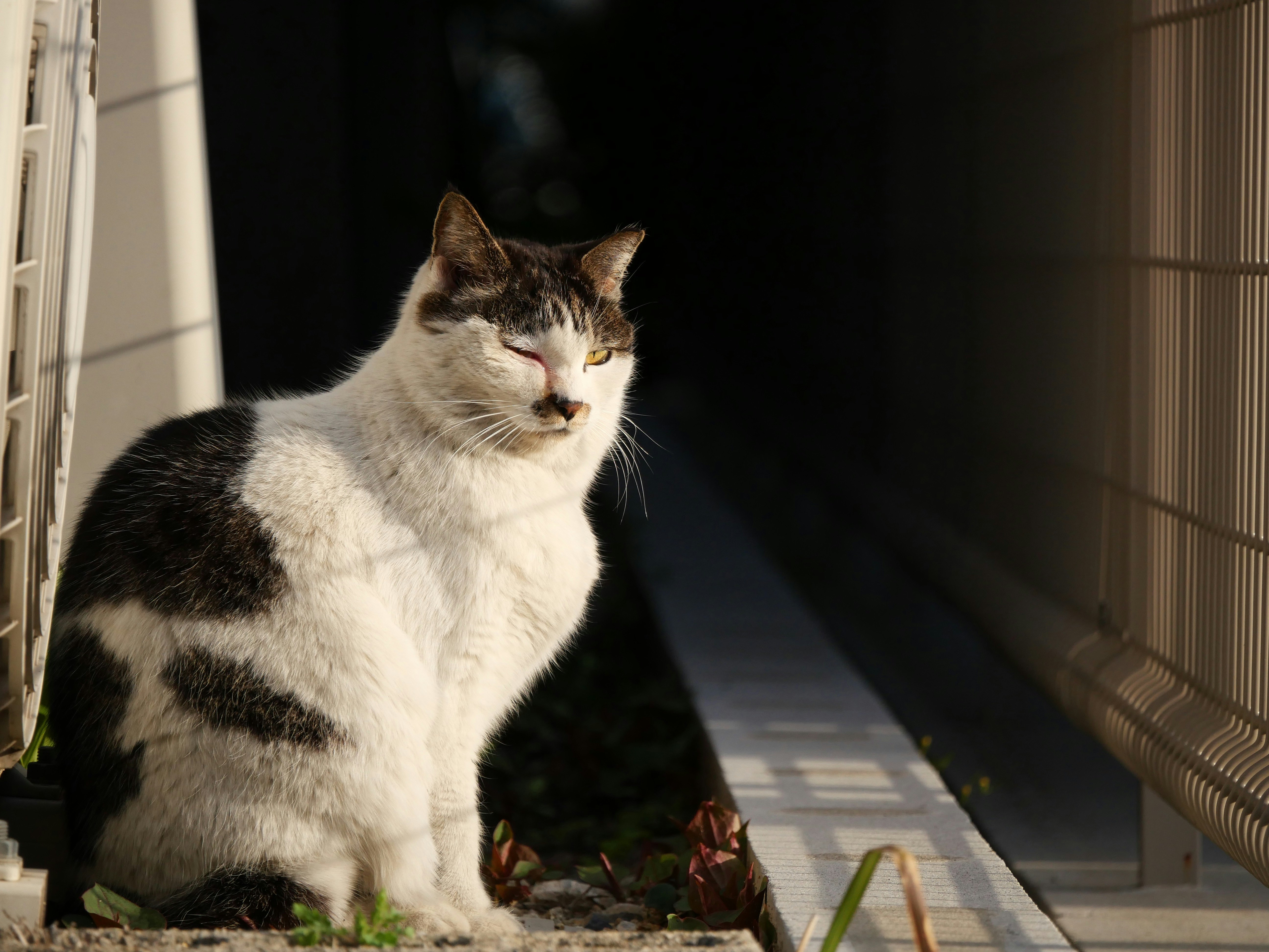 路地の壁際で座る白黒の猫