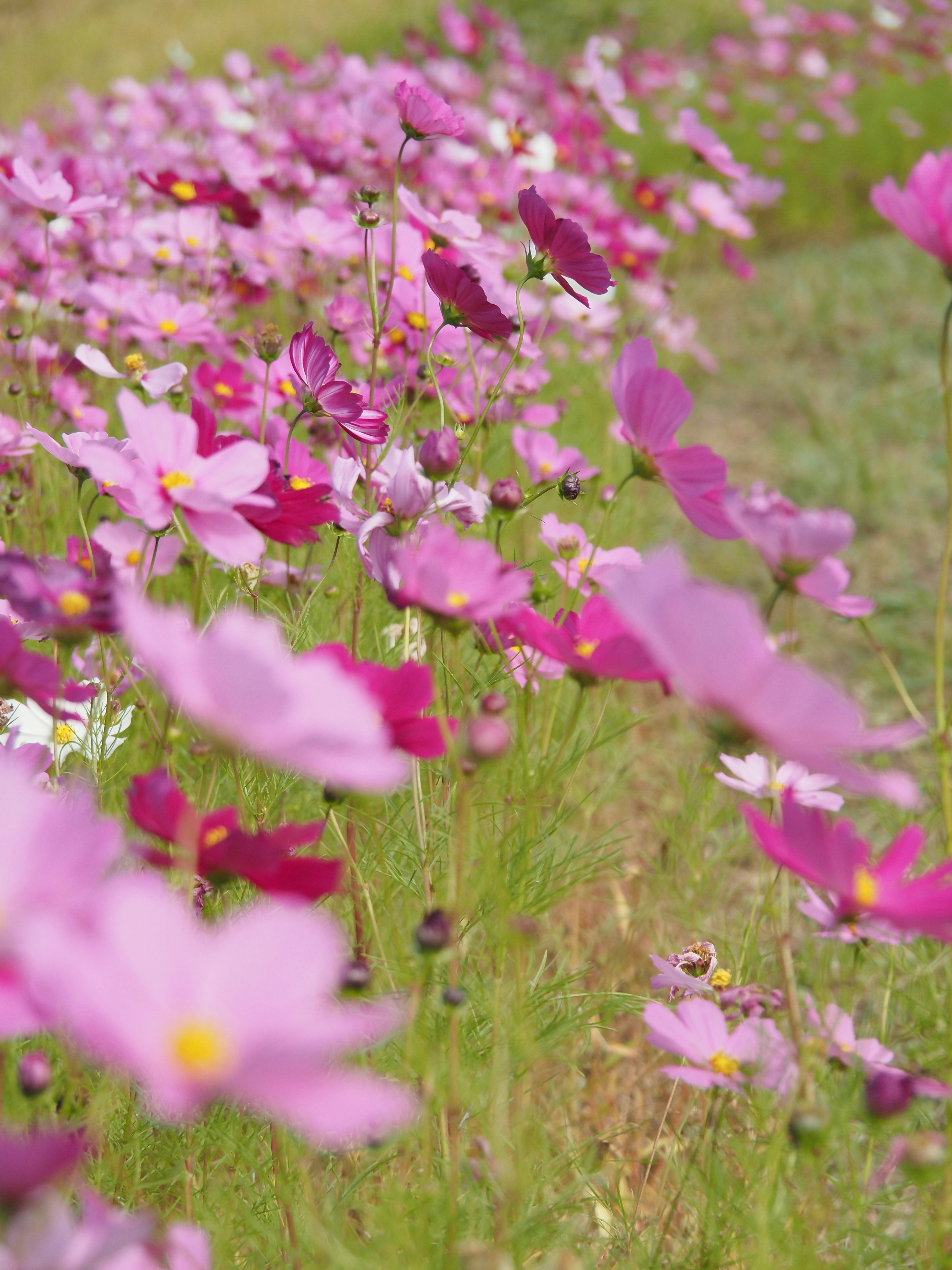 Cosmos flowers blooming in a grassy flower field