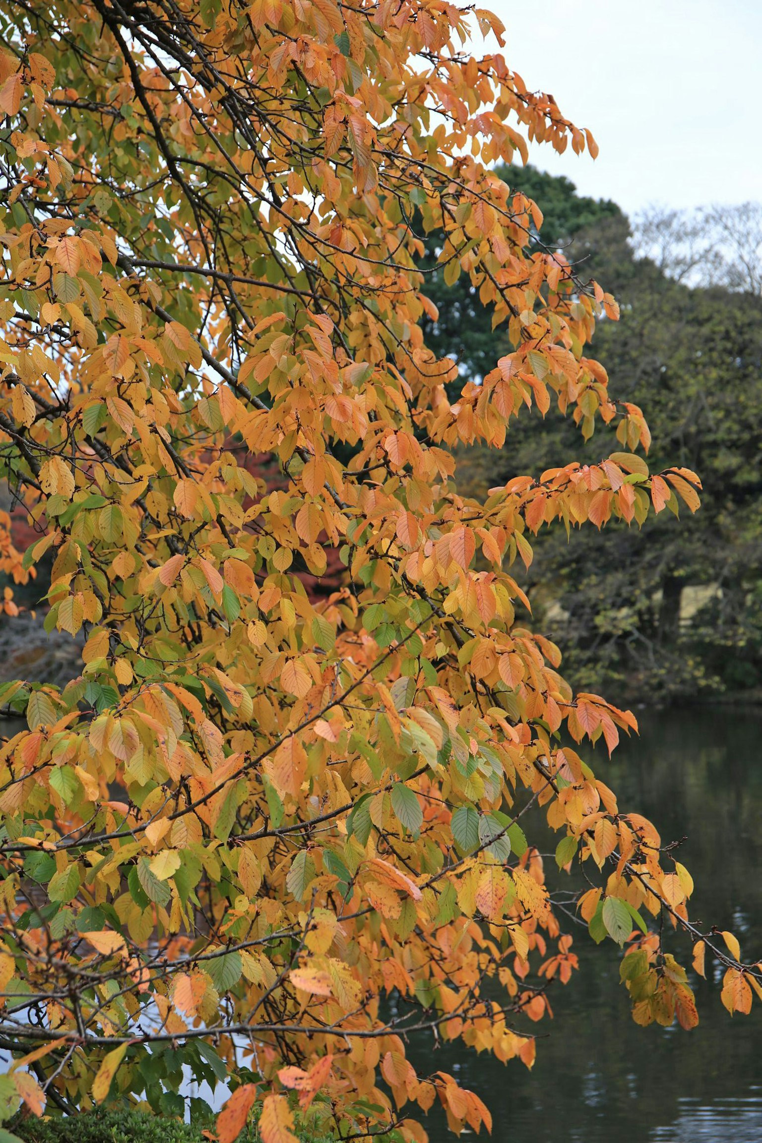 Tree branches with orange leaves by the water