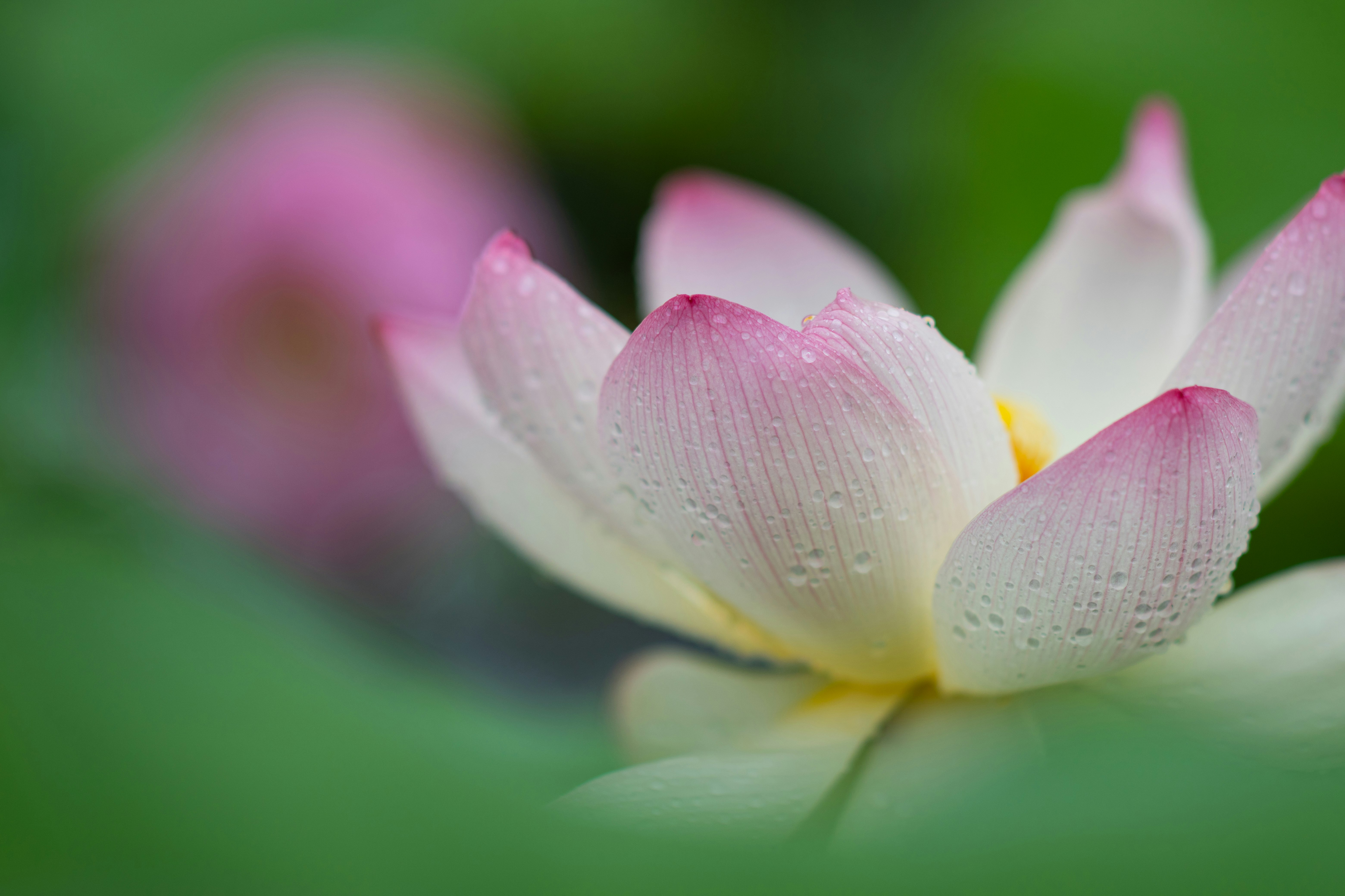 ピンクの蓮の花と水滴のマクロ