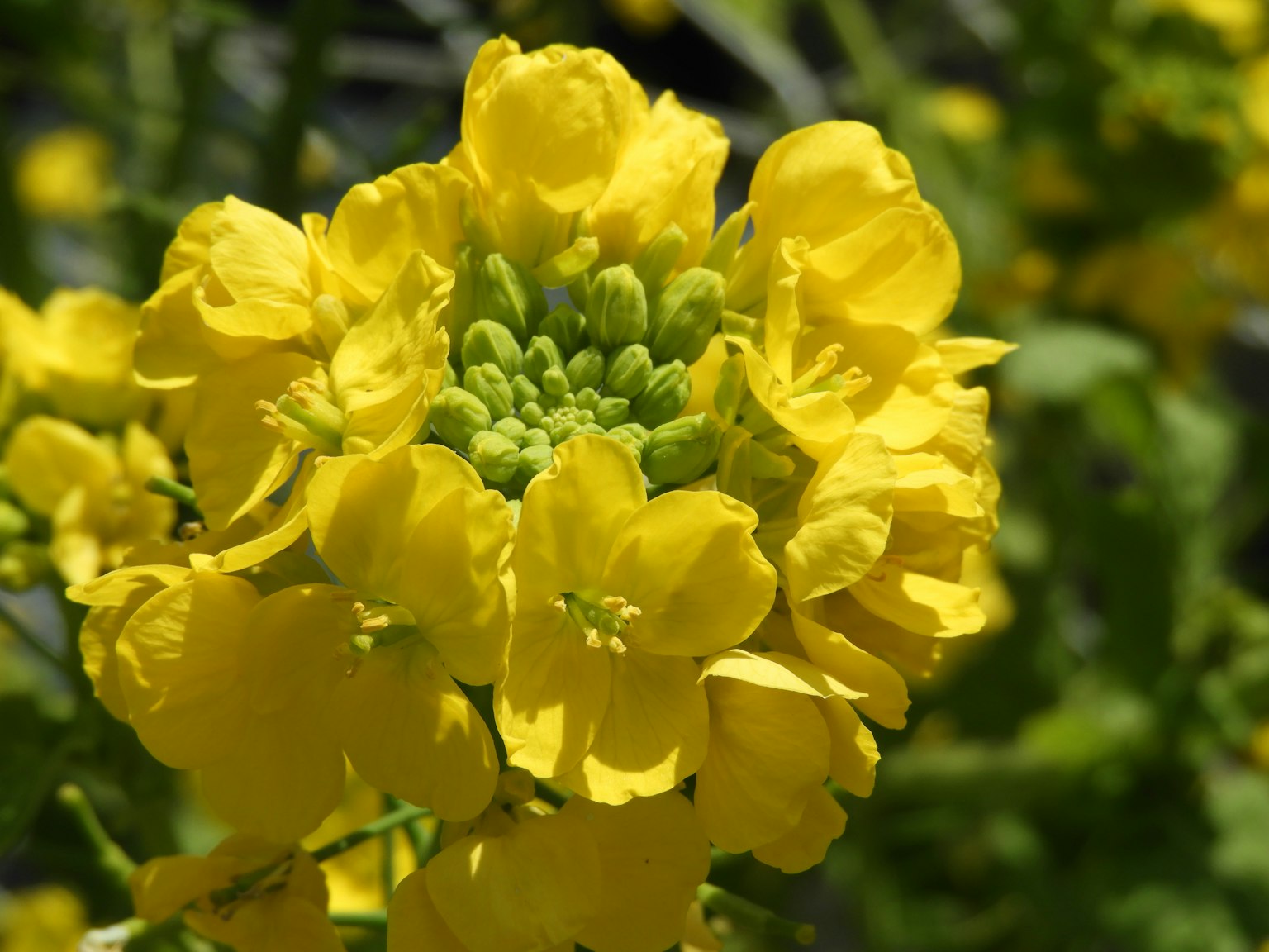 Close-up of a vibrant yellow flowering plant