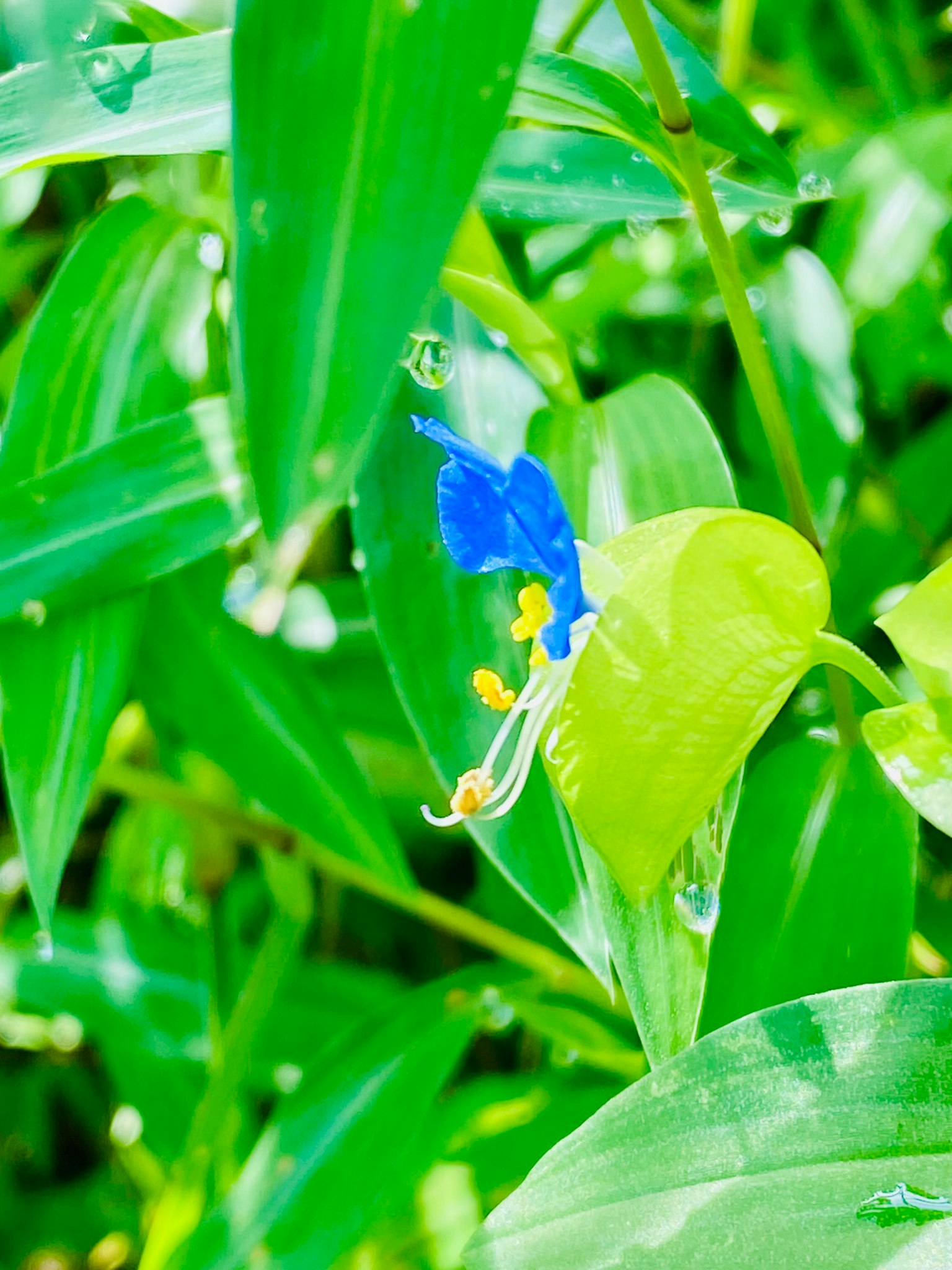Una flor azul floreciendo entre hojas verdes