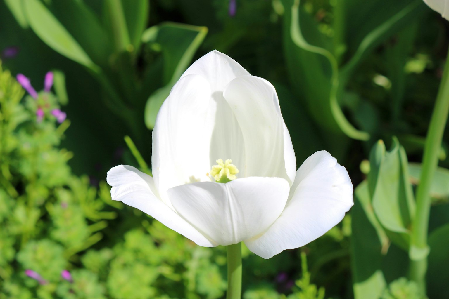 Cận cảnh hoa tulip trắng đang nở xung quanh là lá xanh