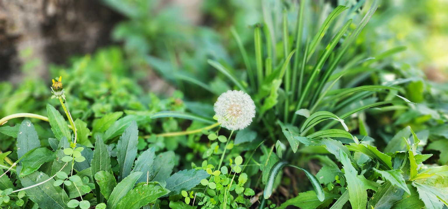 被绿色叶子环绕的白色蒲公英花