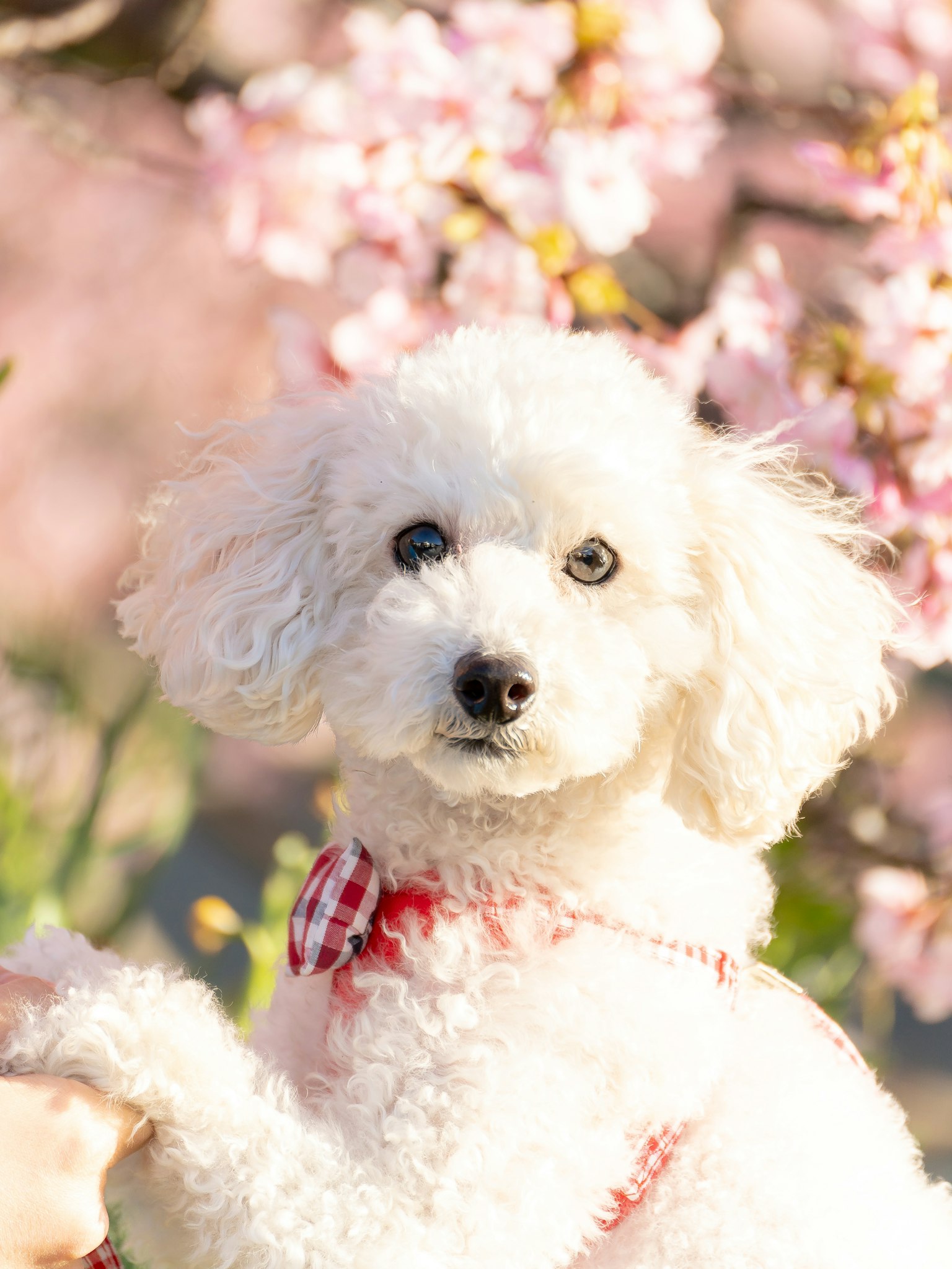 Chien blanc devant des cerisiers en fleurs