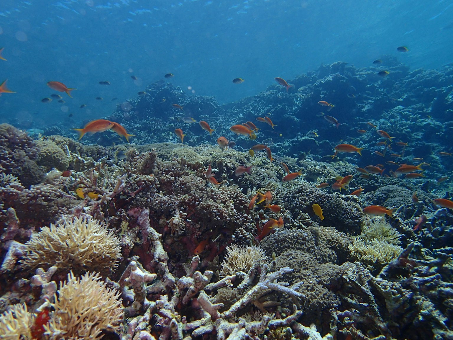 Scena subacquea di una barriera corallina con pesci colorati che nuotano