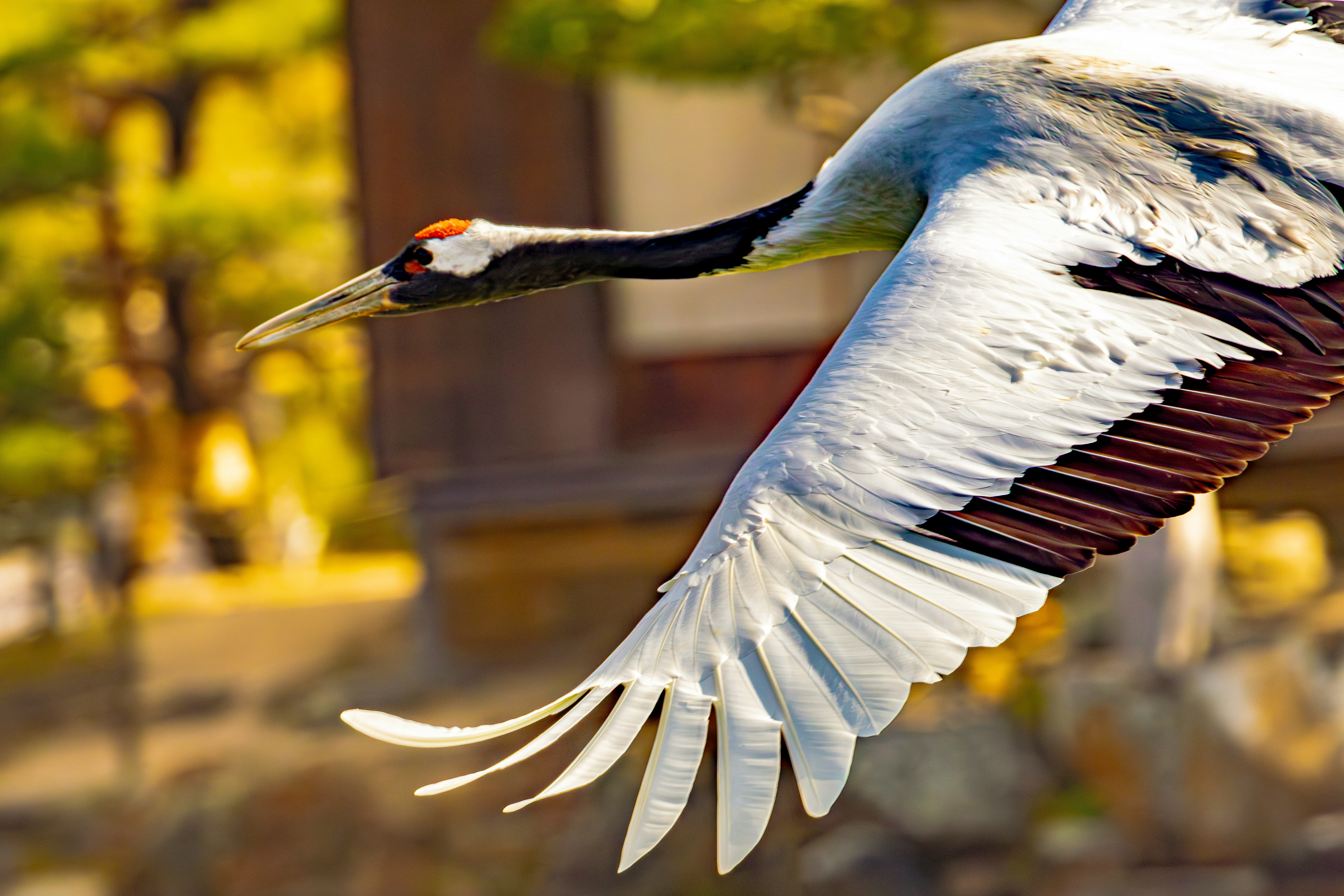 Tanchō crane with wings spread at Korakuen