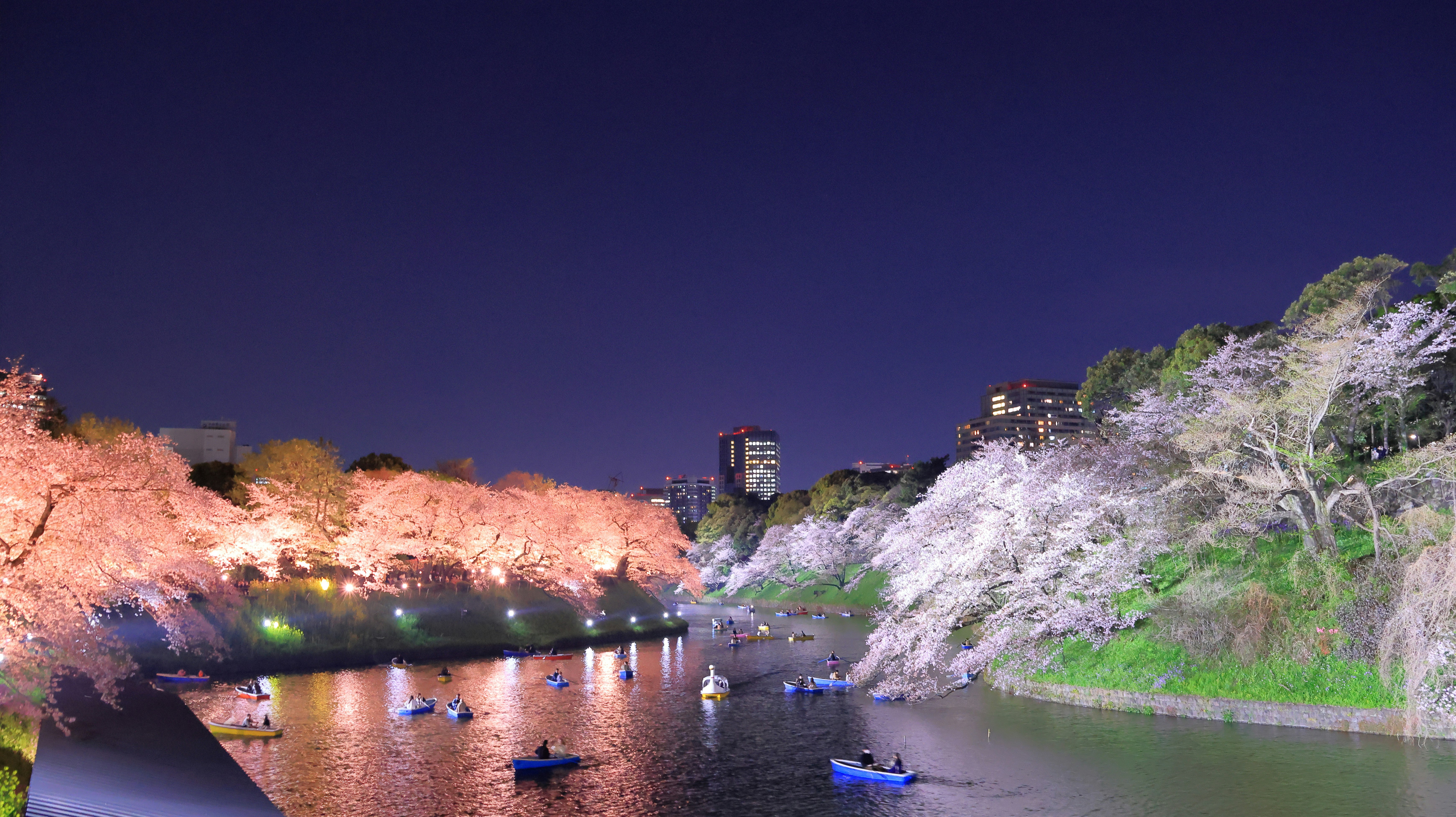 夜の川沿いの桜並木とライトアップ