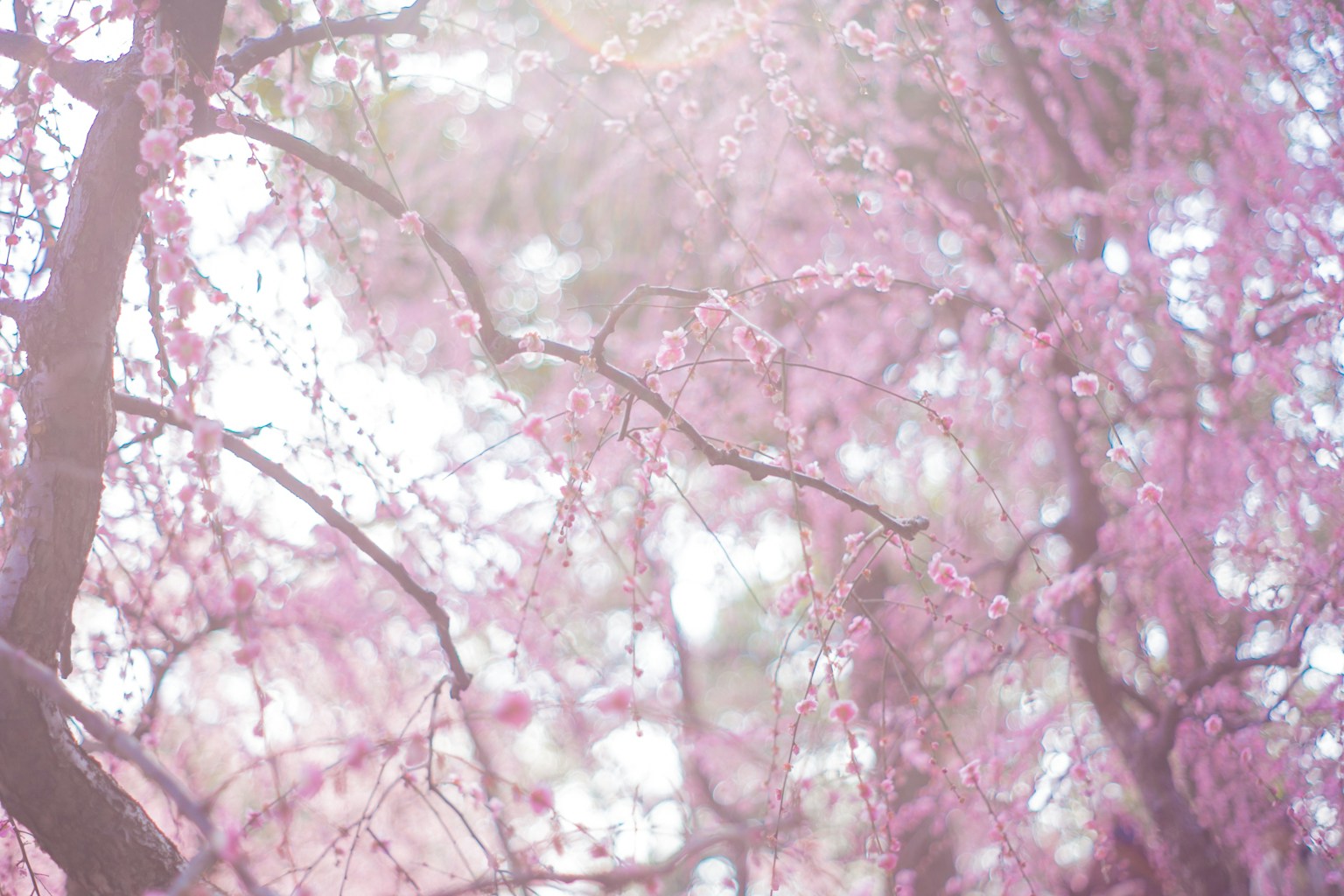 Flores rosas suaves en ramas con un fondo de luz difusa