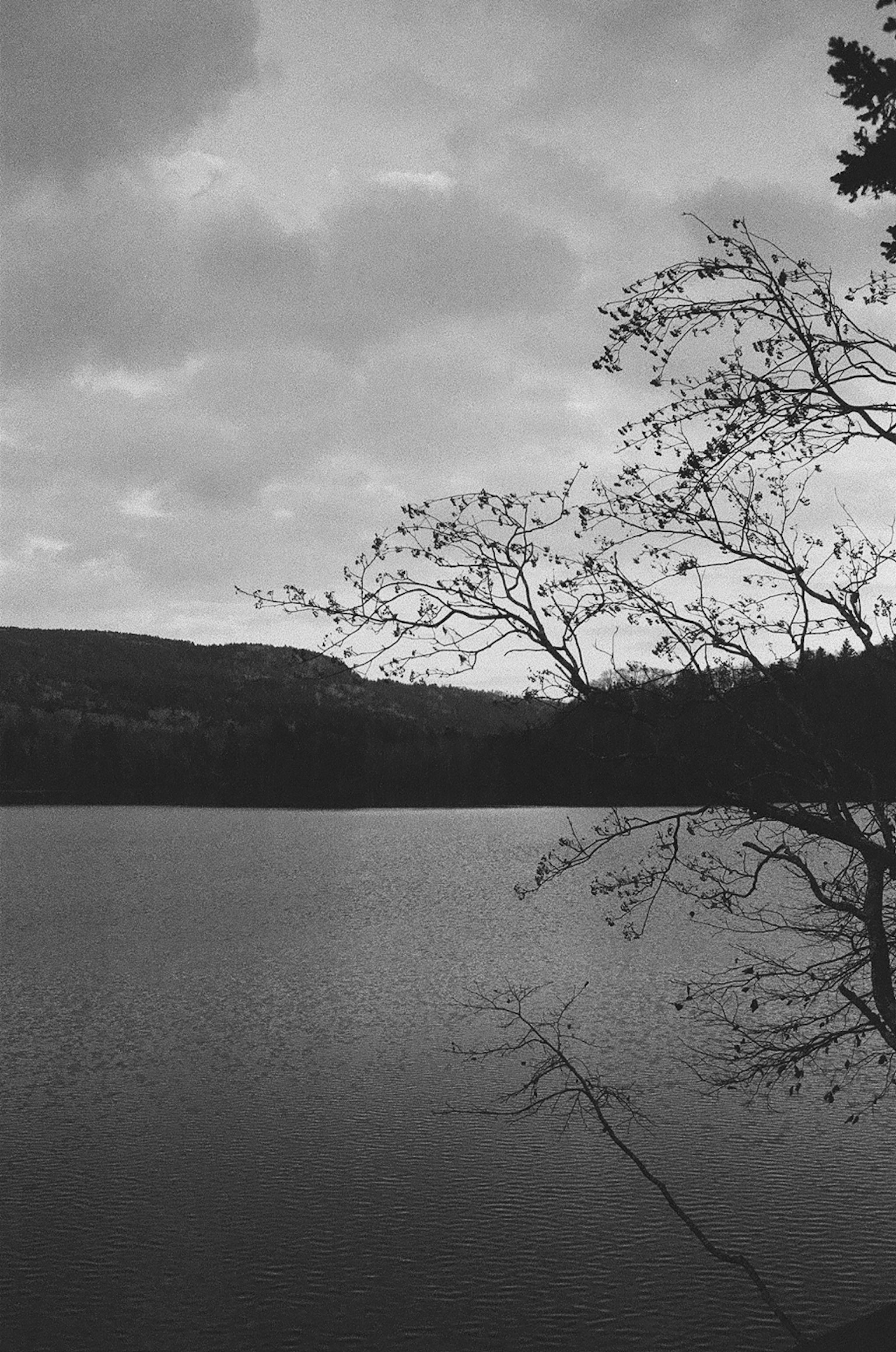 Black and white photo capturing the tranquility of a lake with tree branches silhouetted