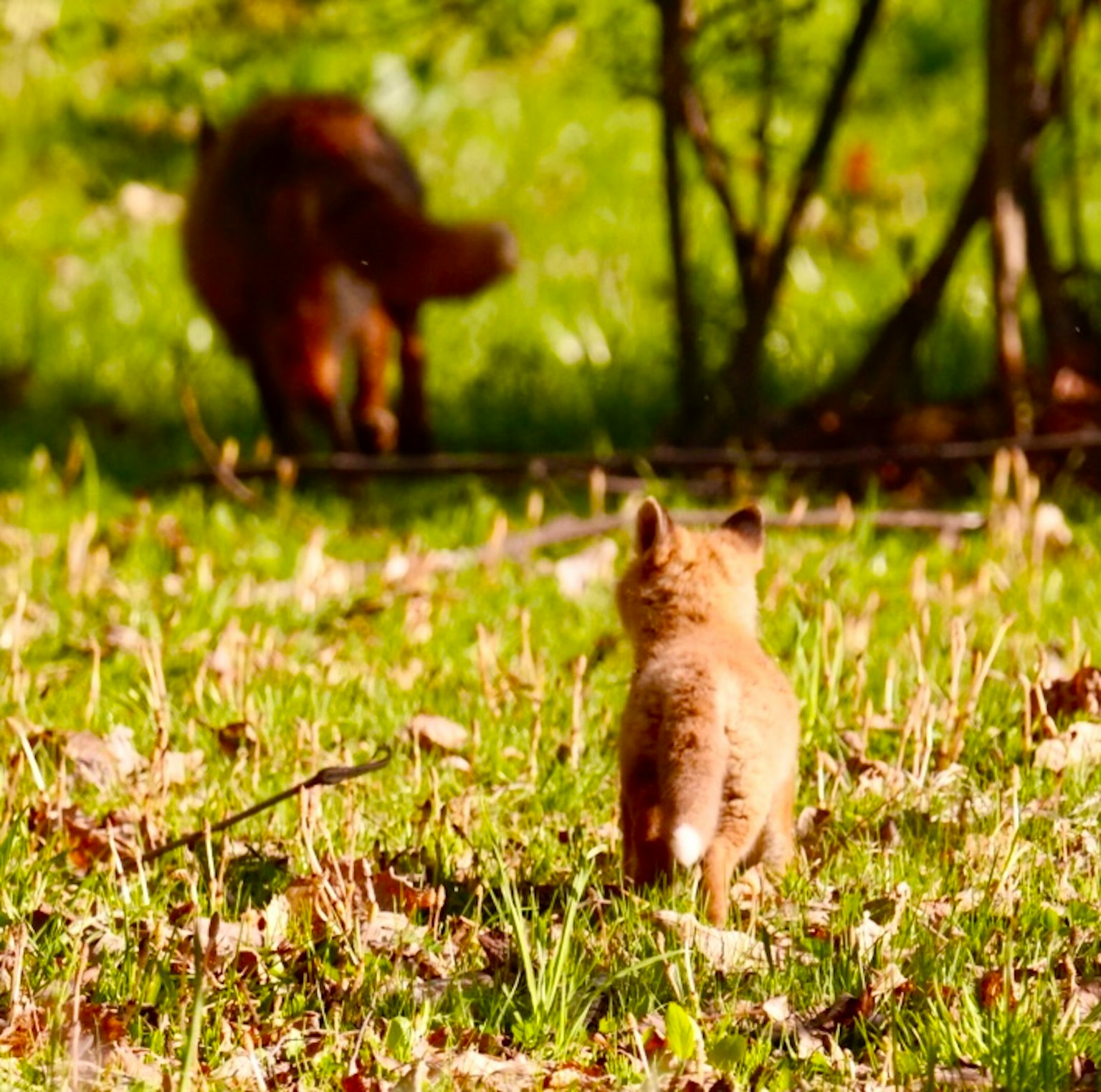 Ein junger Fuchs beobachtet einen erwachsenen Fuchs auf einer Wiese