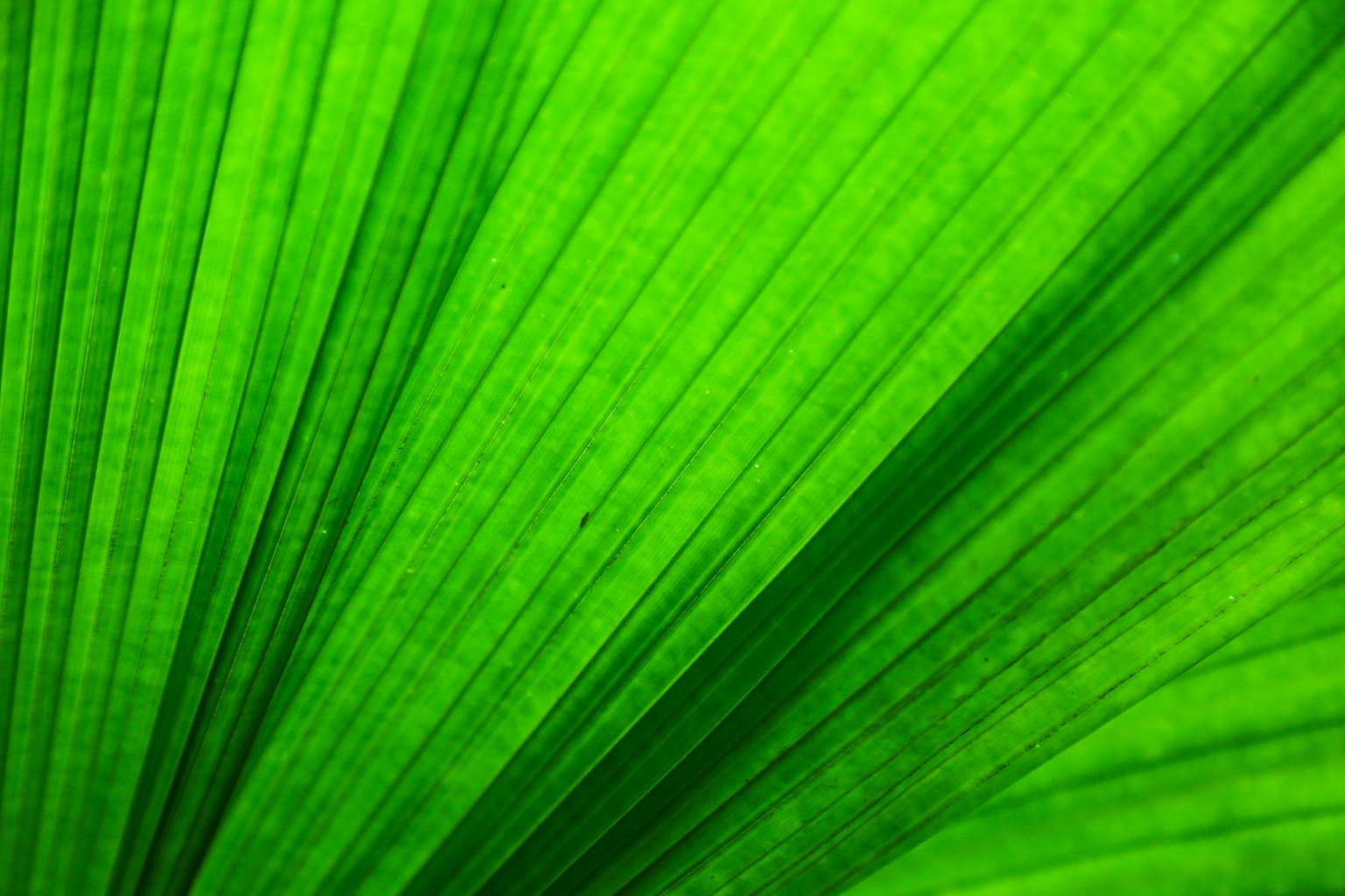 Close-up daun hijau menunjukkan garis bertekstur dan warna hijau cerah