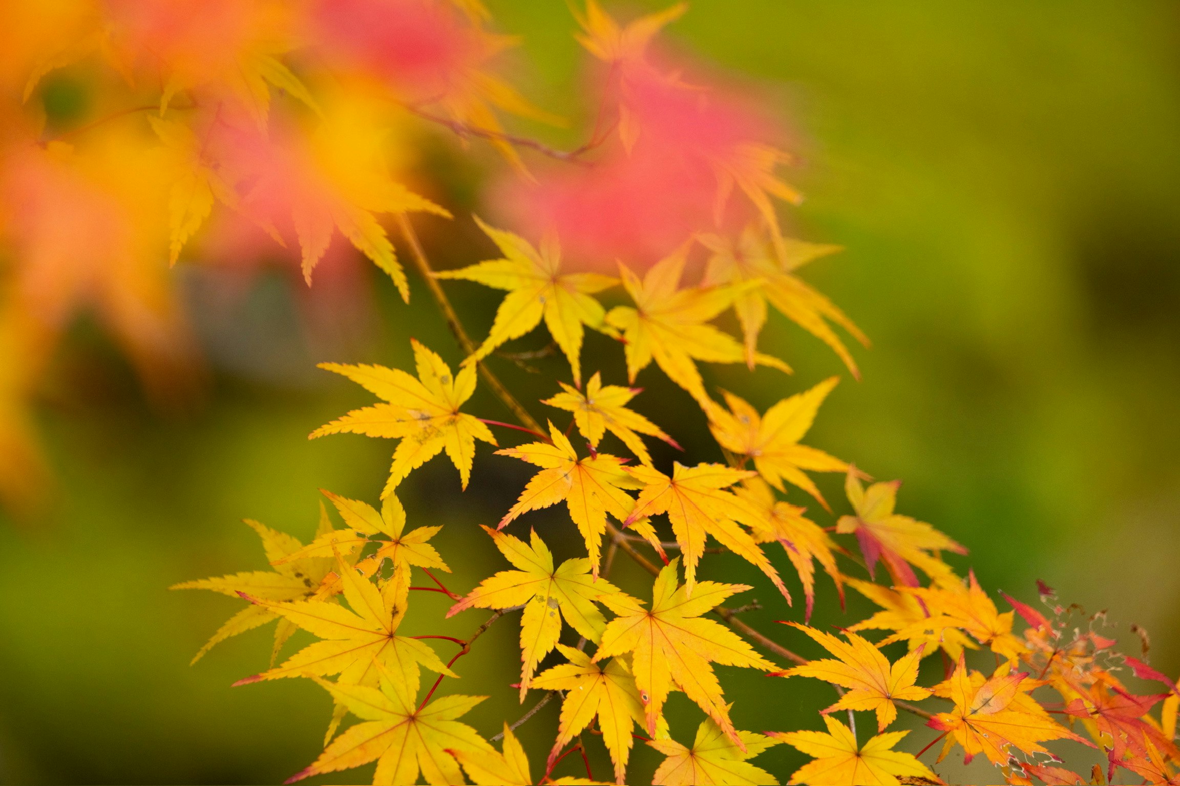 湖東三山・西明寺の紅葉が枝に色づく景色