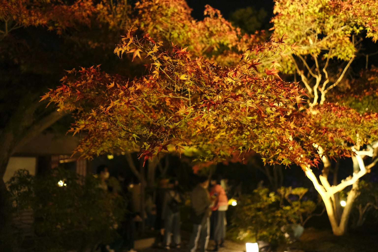夜に照らされた紅葉の木と人々の姿