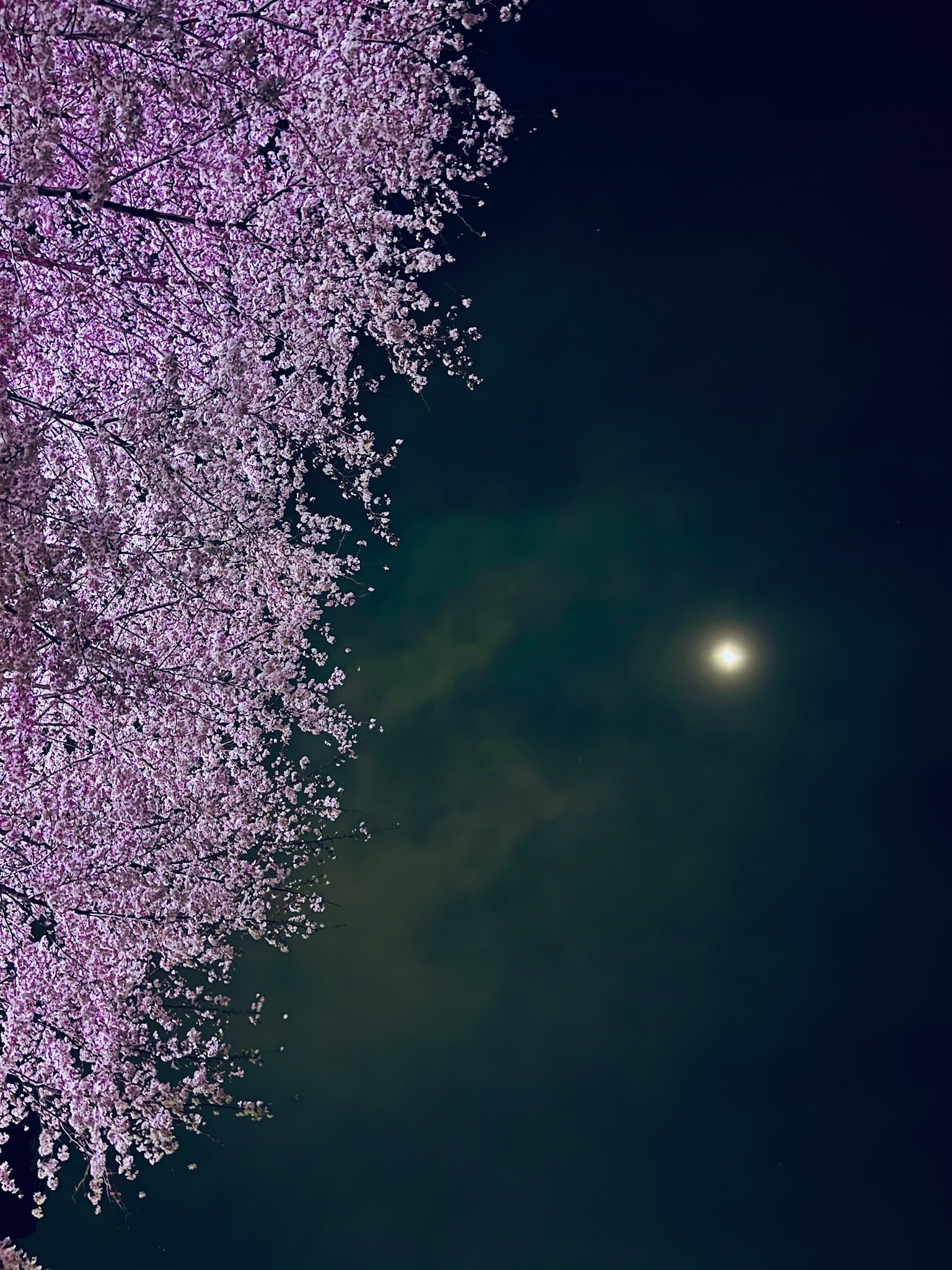 盛开的樱花树在月光下的夜空