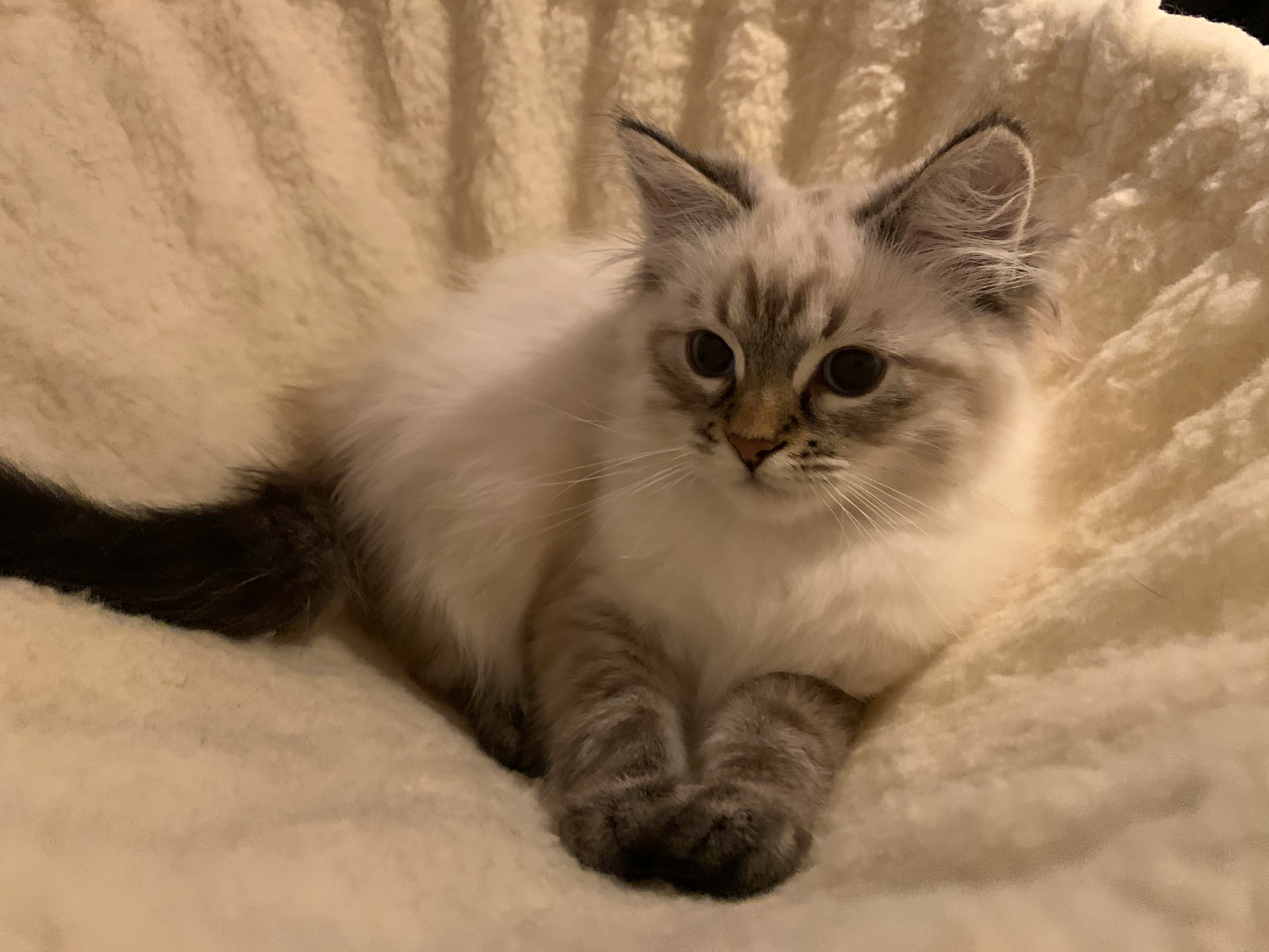 ふわふわの毛並みの猫がソファでくつろぐ姿