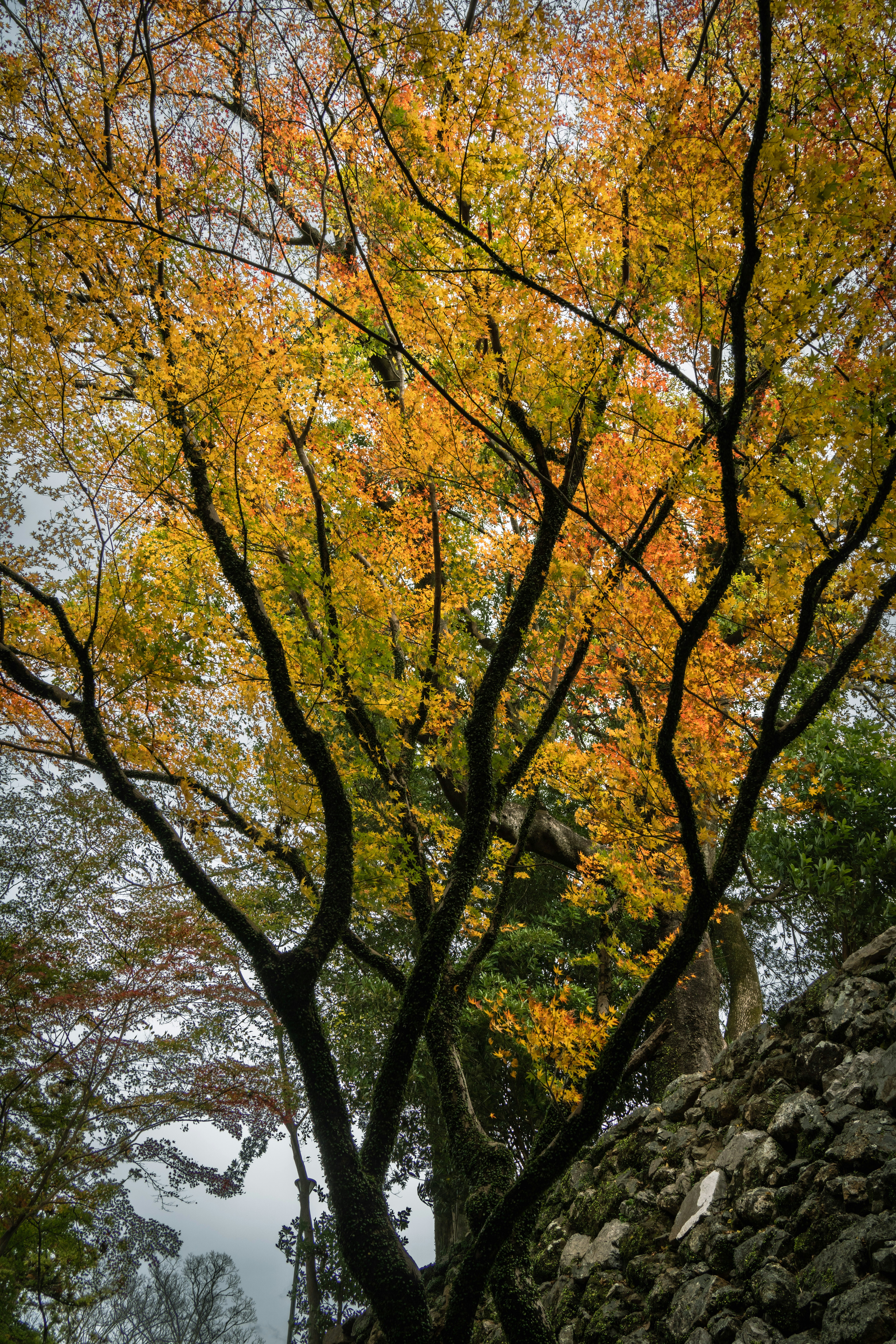 紅葉の木々が広がる山の斜面の景色