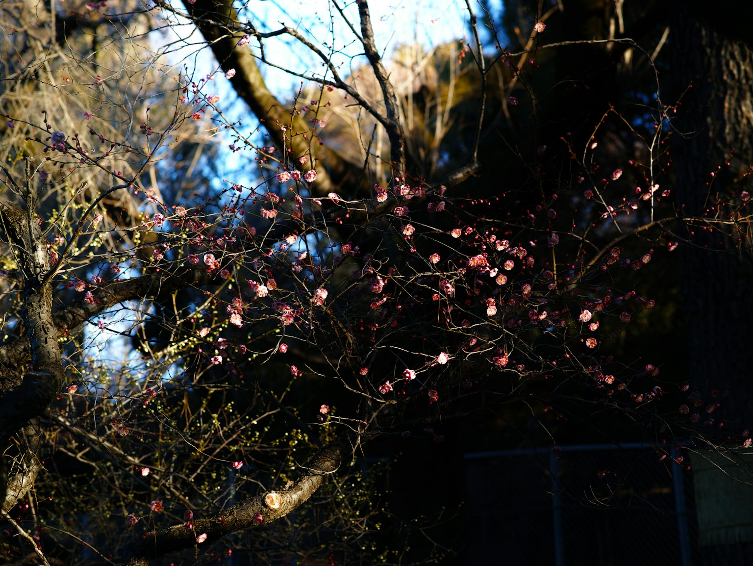 Close-up cabang bunga sakura dengan bunga merah muda