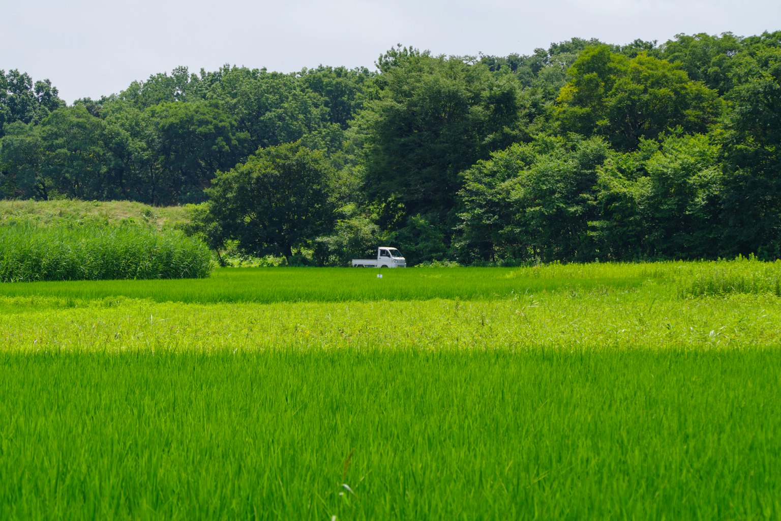 郁郁葱葱的稻田与树木和背景中的白色卡车